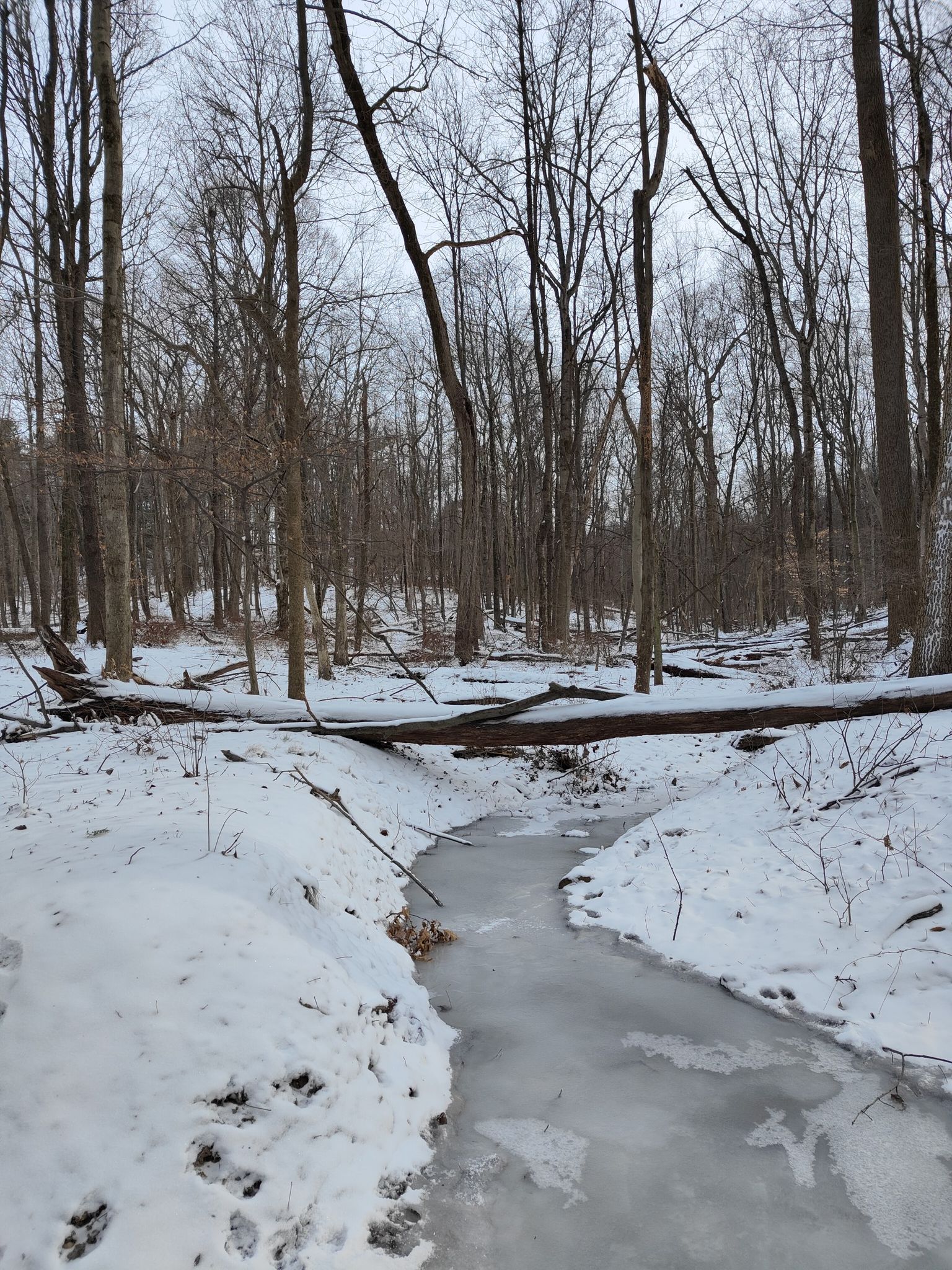 A frozen stream flows through a snow-covered winter forest with bare trees. - Hartwood Acres & Carol R. Brown Sculpture Garden loop