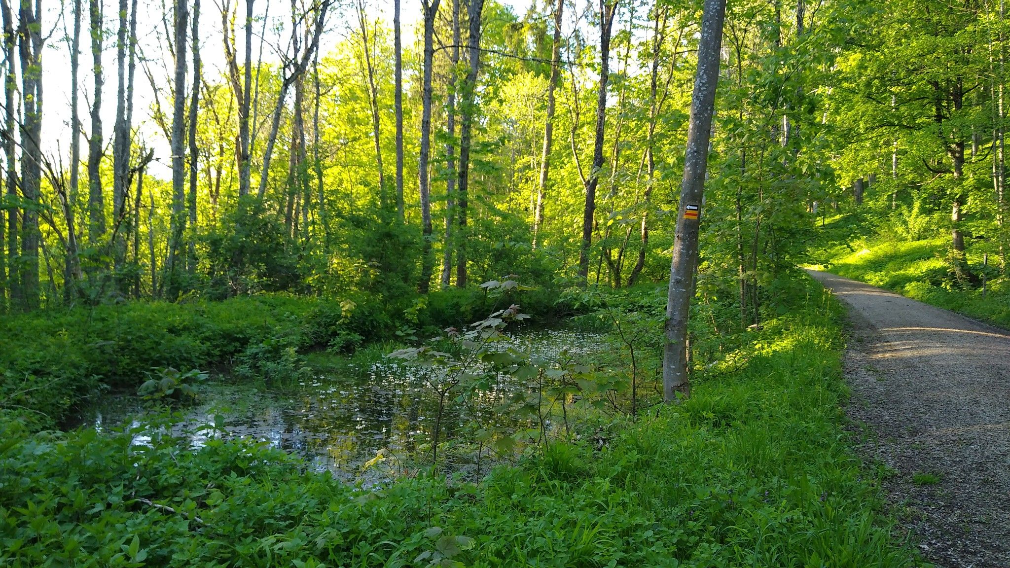 Berg-Weiher 🌼🌸