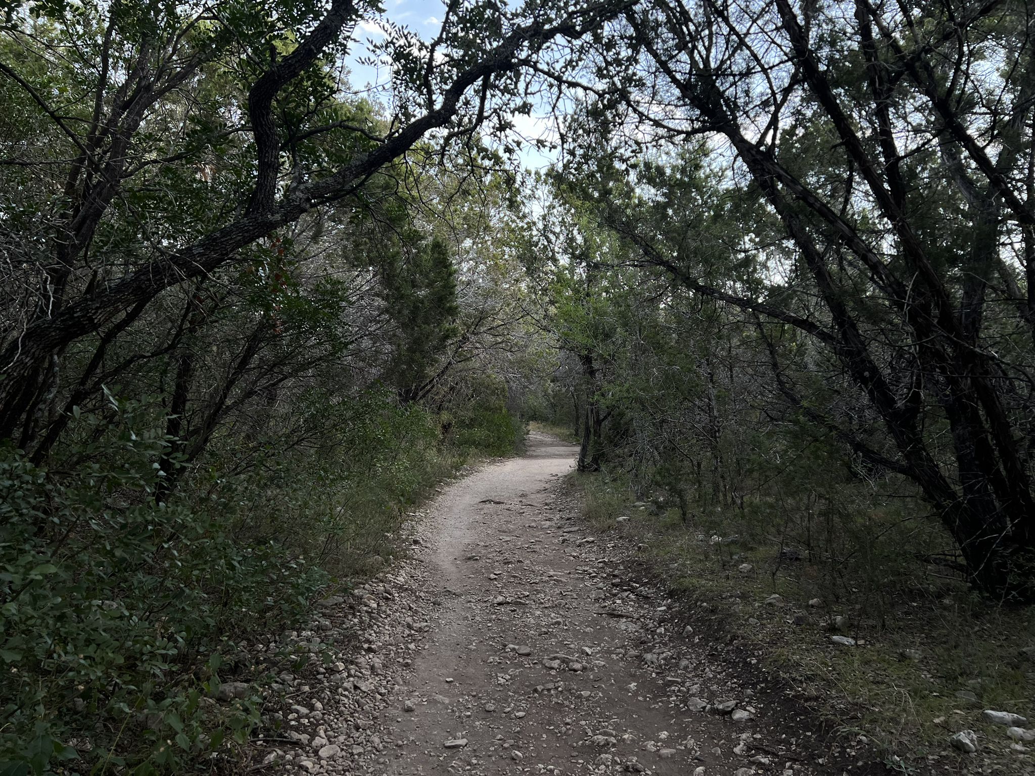 Shaded dirt path winding through a dark, dense forest canopy. - Junction to Bluff Spurs Trail loop from Government Canyon Creek