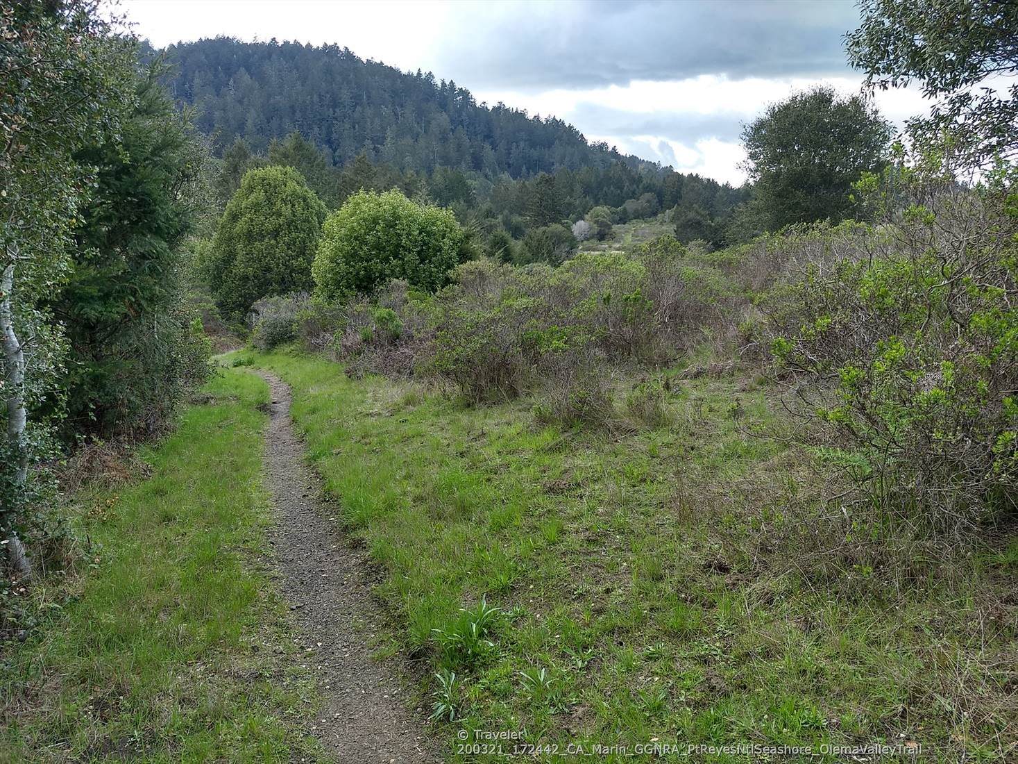 A narrow dirt path winds through a grassy clearing towards forested hills. - Teixeira, Ridge and Olema Valley Loop
