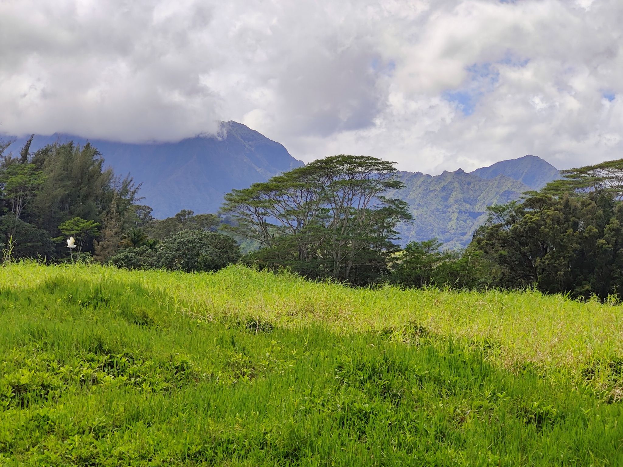 Expansive green field with trees and cloudy mountains under a bright sky. - Kilauea Stone Dam loop from Kalihiwai Beach