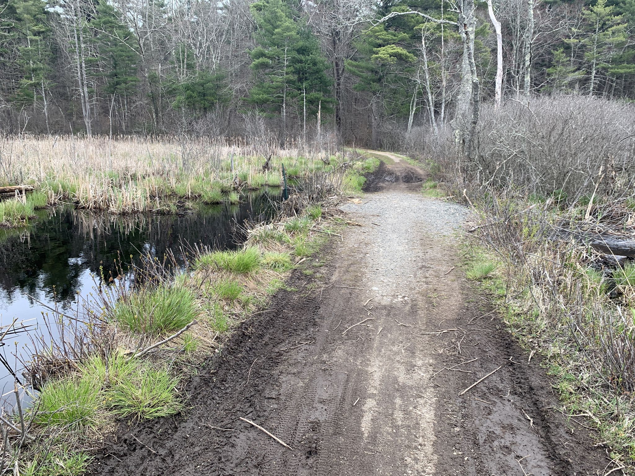 Muddy dirt path winding beside a dark pond with a forest backdrop. - Willowdale and Bay Circuit Trail Loop