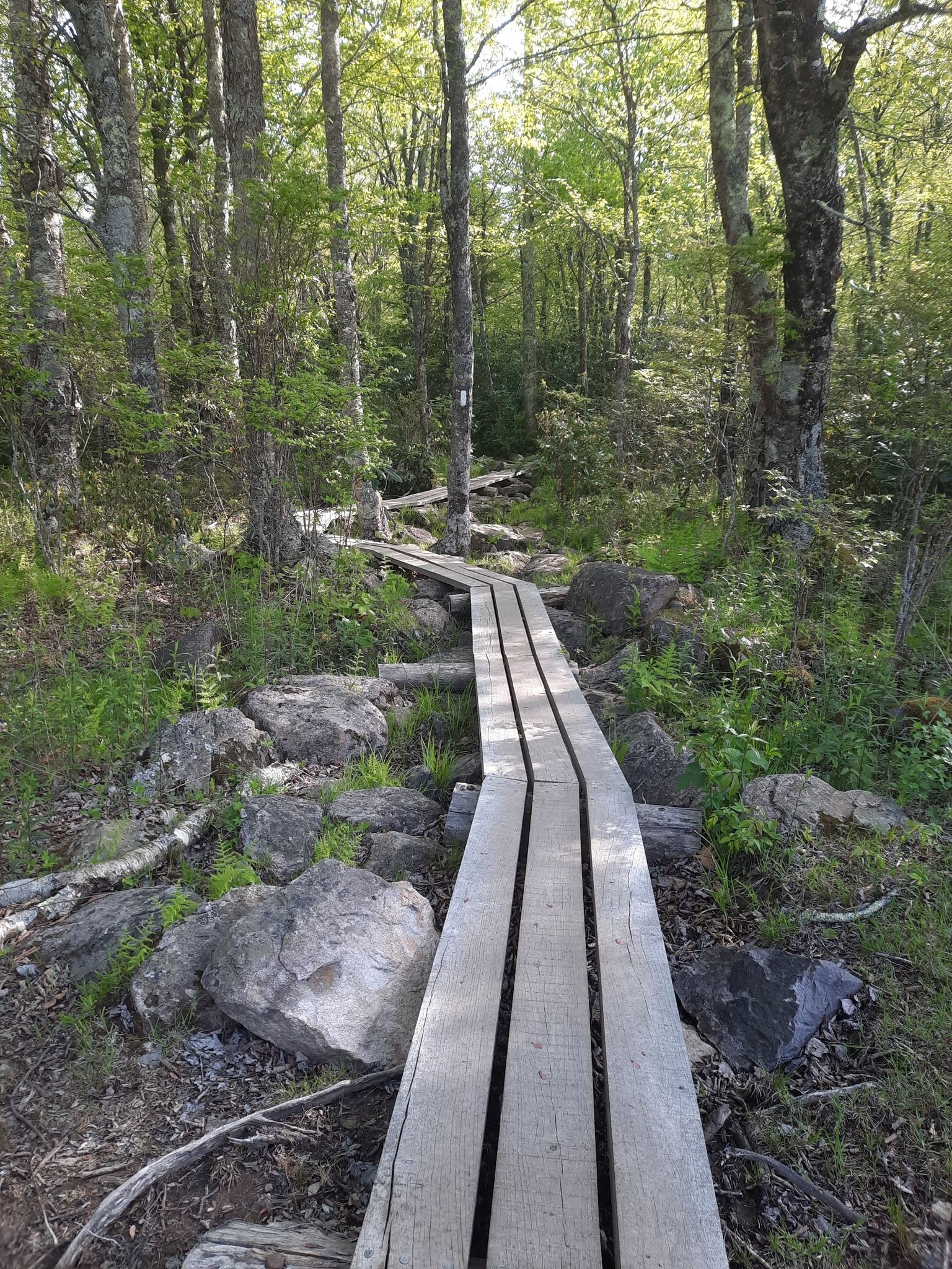 Wooden boardwalk winding through a sunlit forest with rocks and green foliage. - Scales and Appalachian Loop Trail
