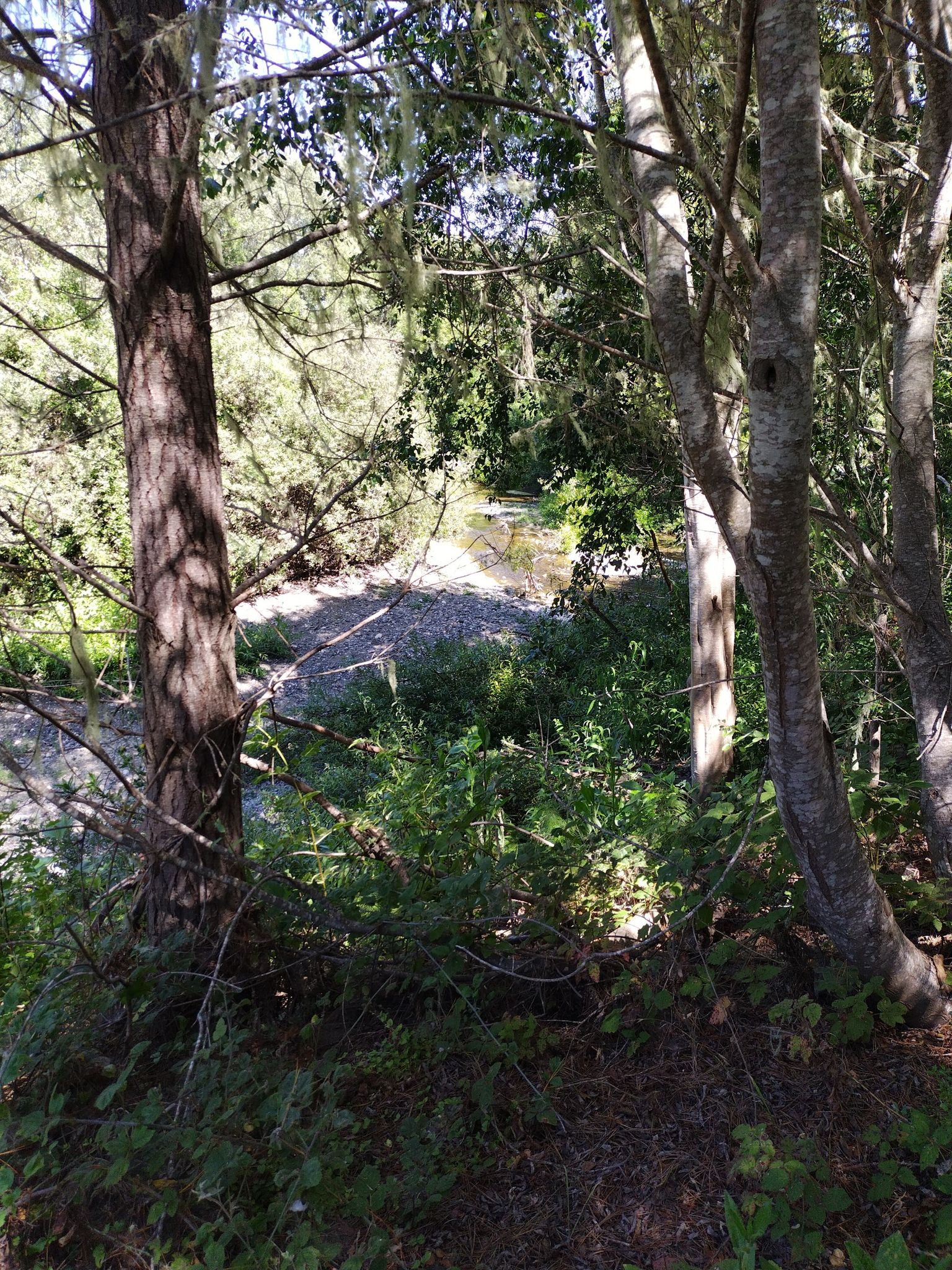 Sunlight filters through dense trees to illuminate a rocky riverbed. - West Village loop