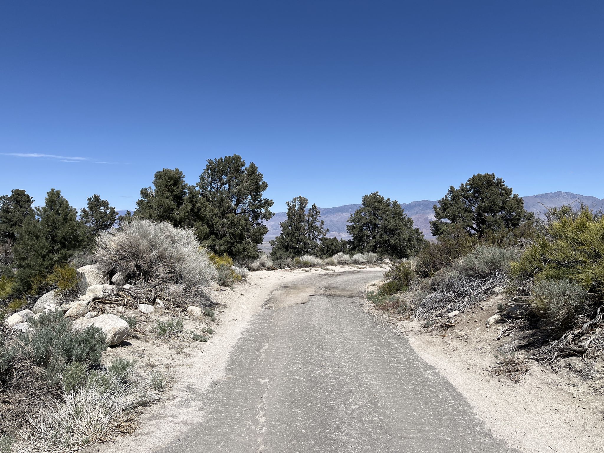 A narrow dirt road winds through sparse trees and shrubs on a sunny day. - Alabama Hills loop — Gravel