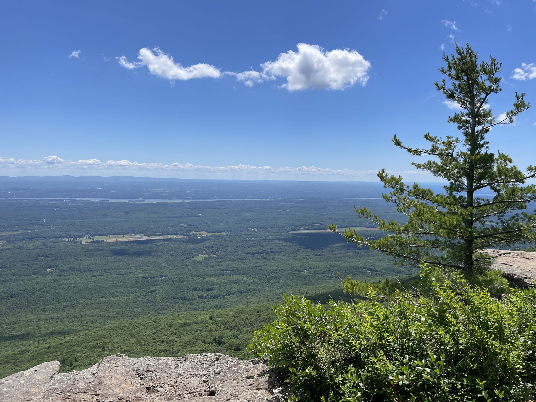 Pine tree on a rocky cliff overlooking a vast forested valley. - Escarpment, Rock Shelter, and Mary's Glen Trail Loop