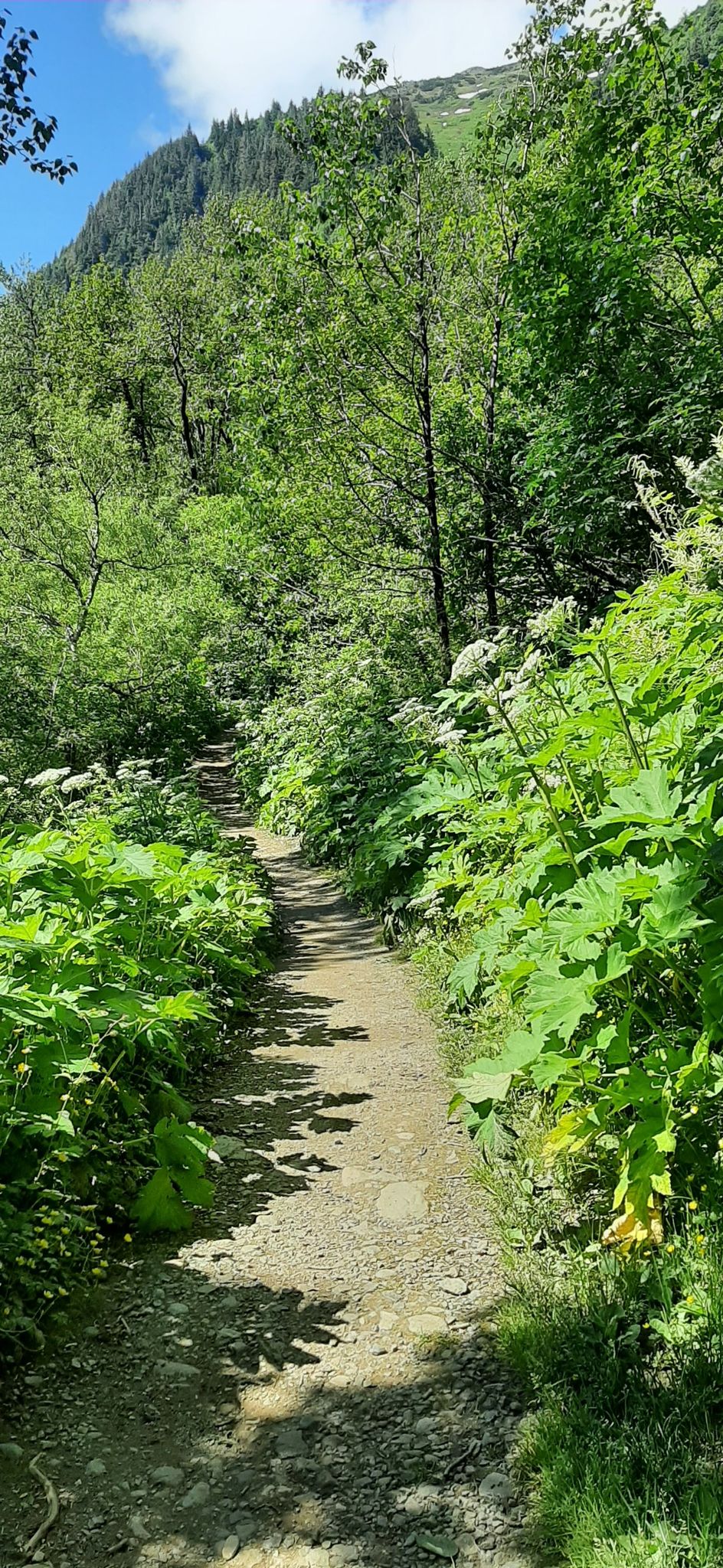 A sunlit dirt path winds through dense green foliage up a hillside. - Mount Juneau