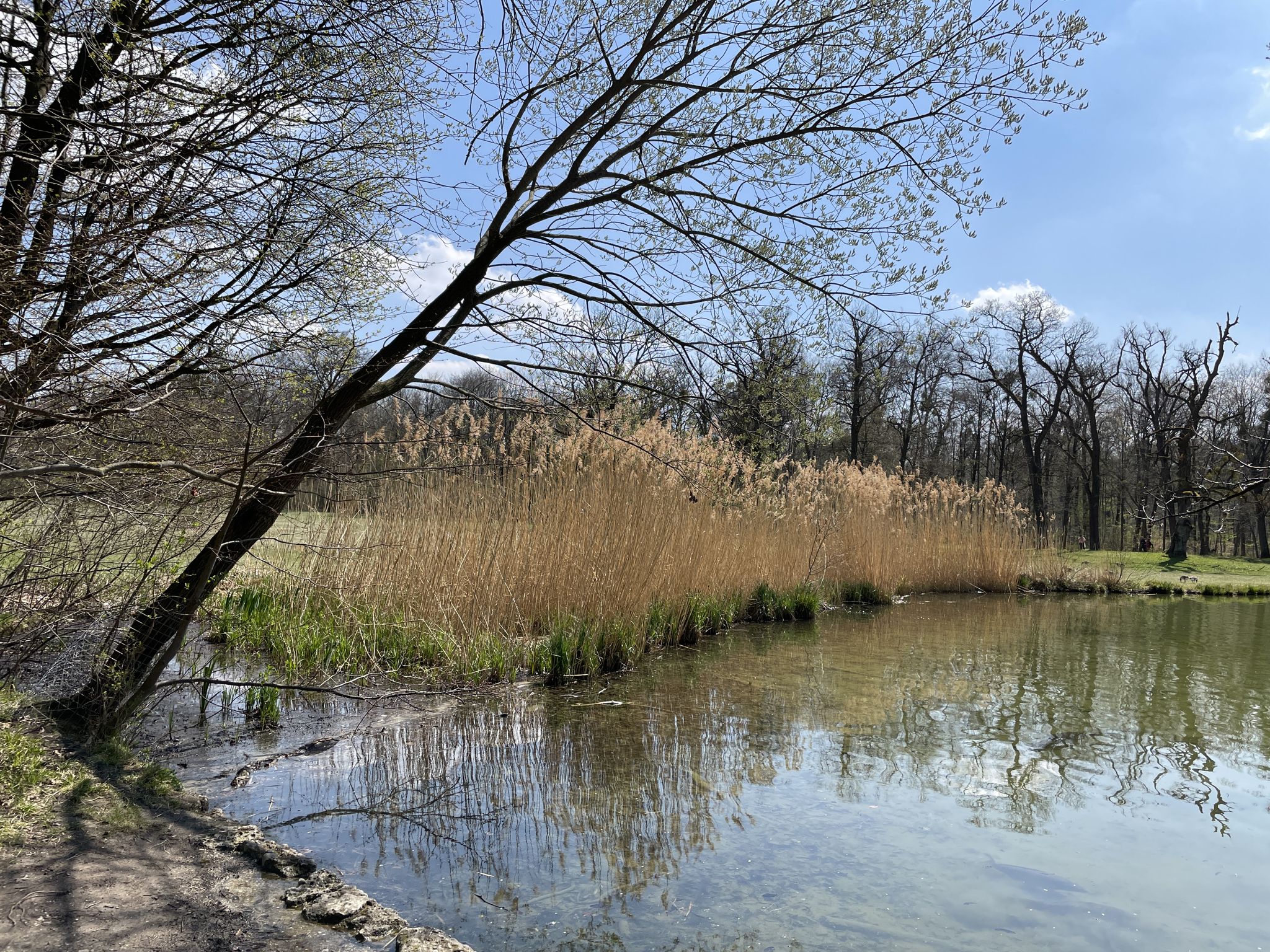 Pagodenburgersee