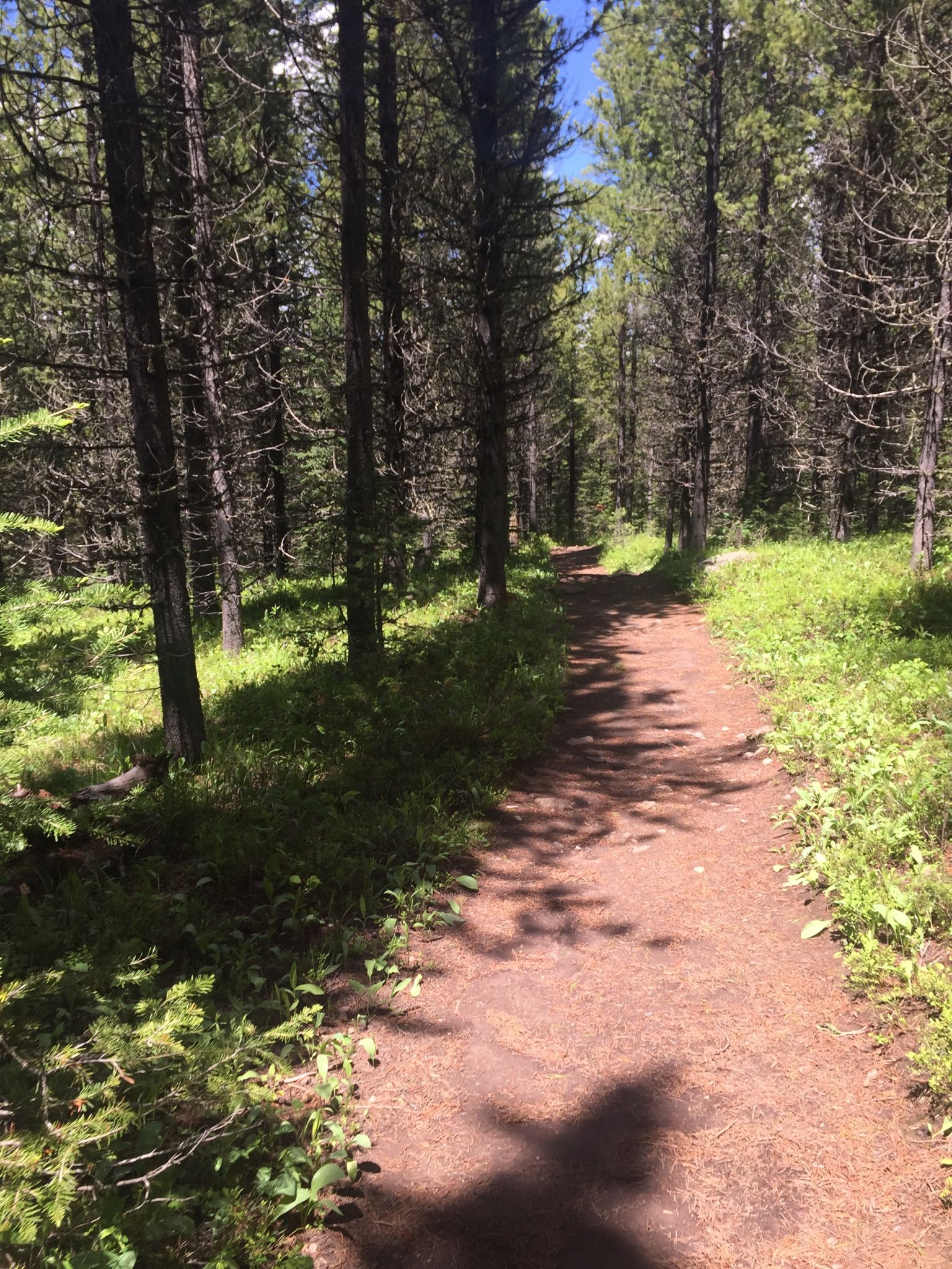 A sun-dappled dirt path winds through a dense evergreen forest. - Blackmore Lake Trail