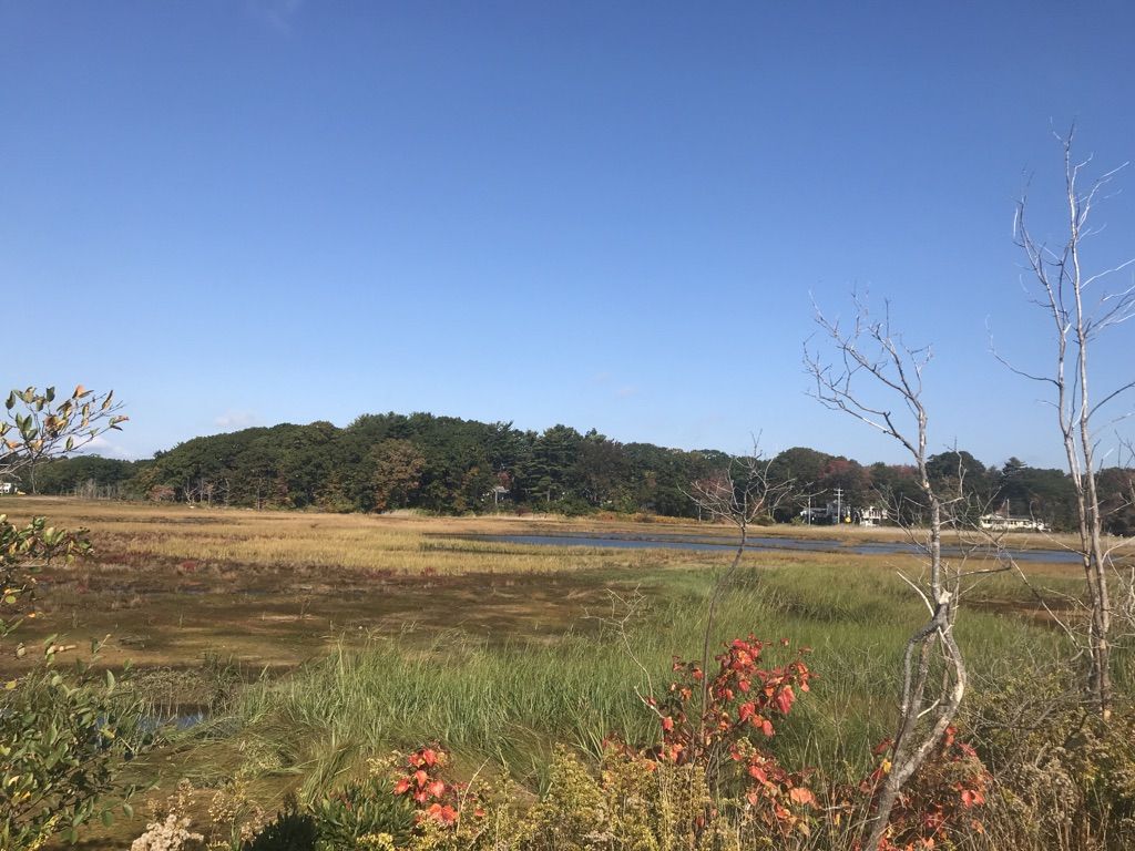 Expansive marshland with distant water and a forested hill under a blue sky. - Wallis Sands Beach overlook – Isles of Shoals Viewpoint loop from Wallis Sands Beach