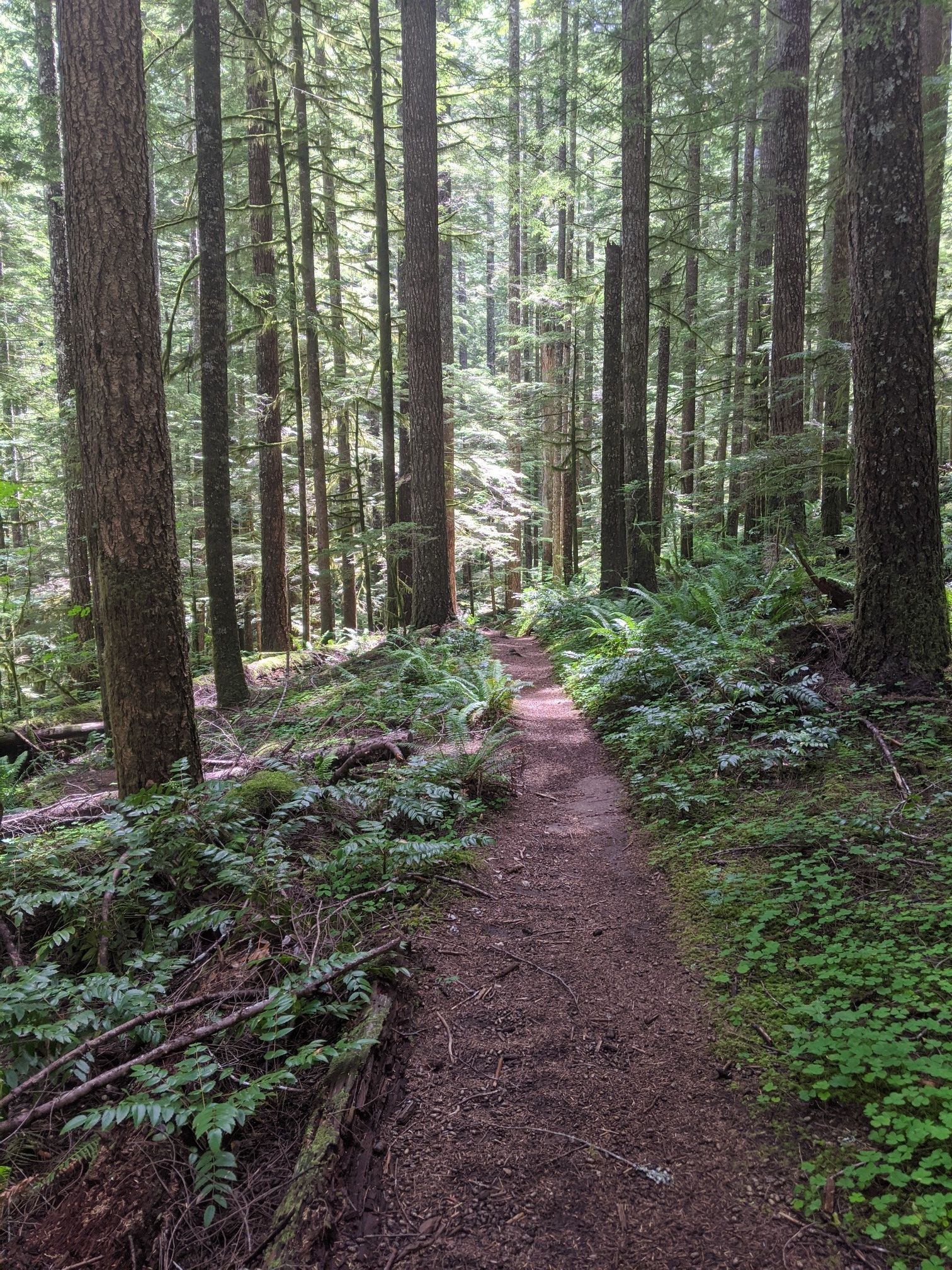 A narrow dirt path winding through a dense forest with tall trees and ferns. - The Waterfalls & Huffman Peak Loop – Mount Hood National Forest