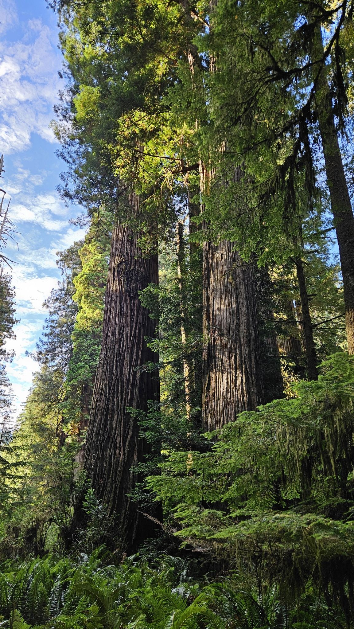 Towering ancient trees with green foliage reaching towards a bright blue sky. - Simpson-Reed Grove loop