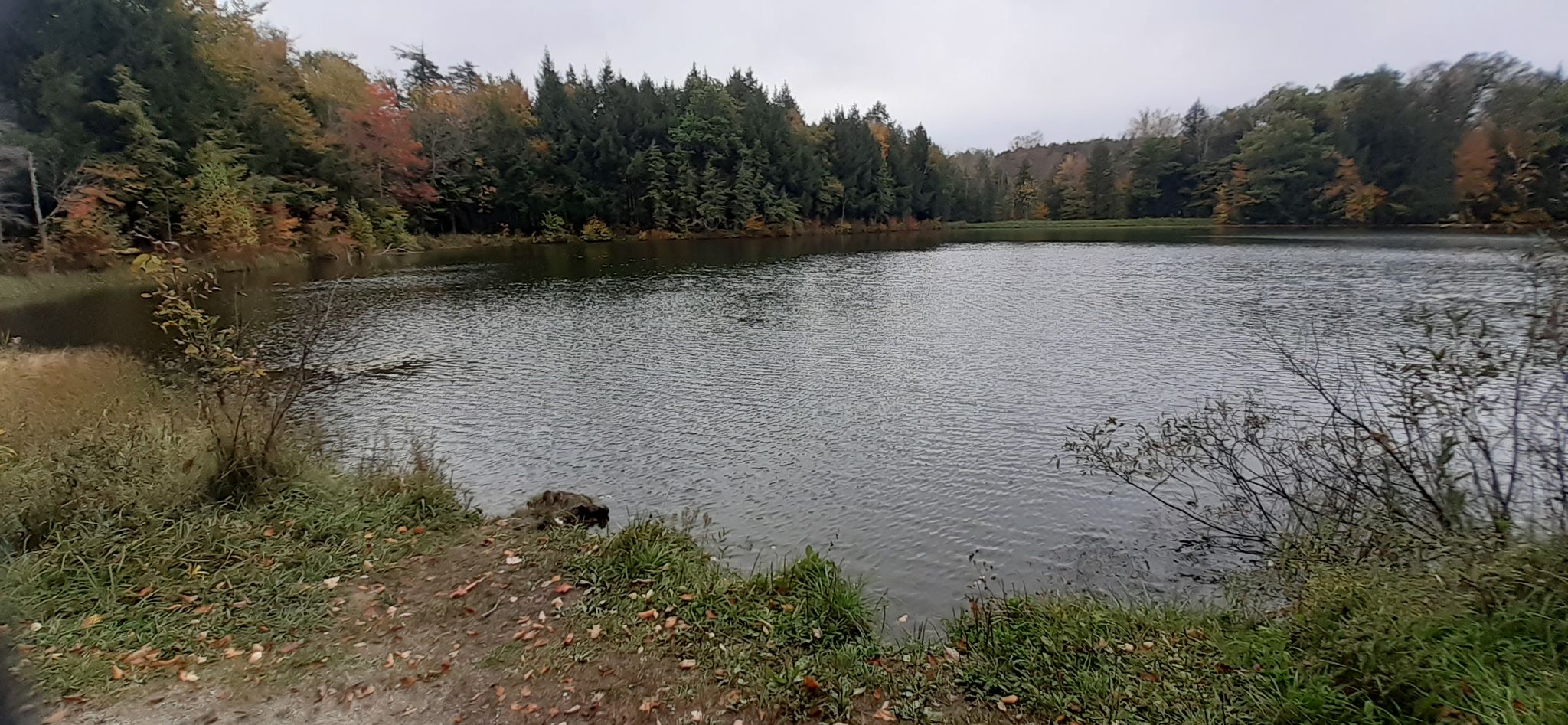 Overcast view of a lake surrounded by green and autumn trees. - The Pogue and Mount Tom Trail