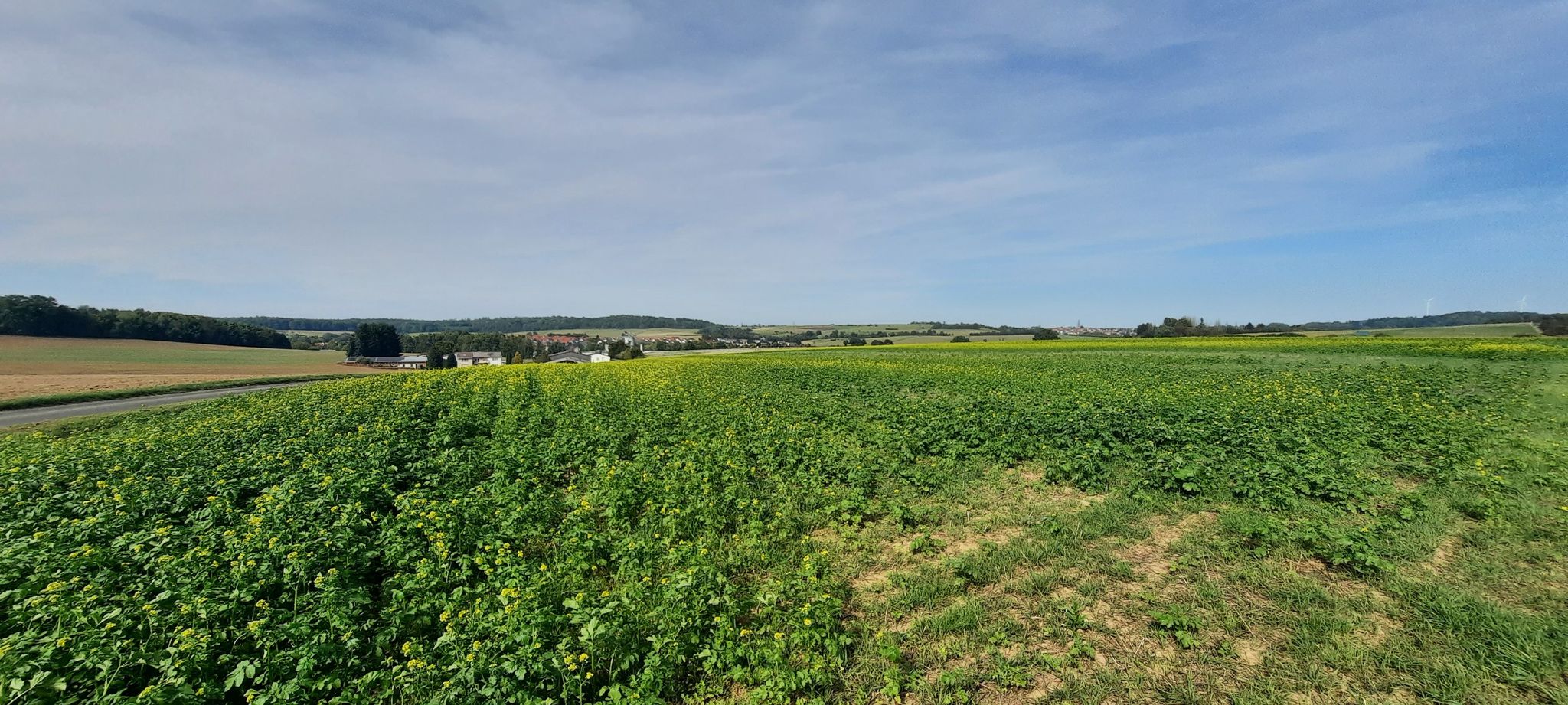 Auf dem Laubacher Weg bei Queckborn