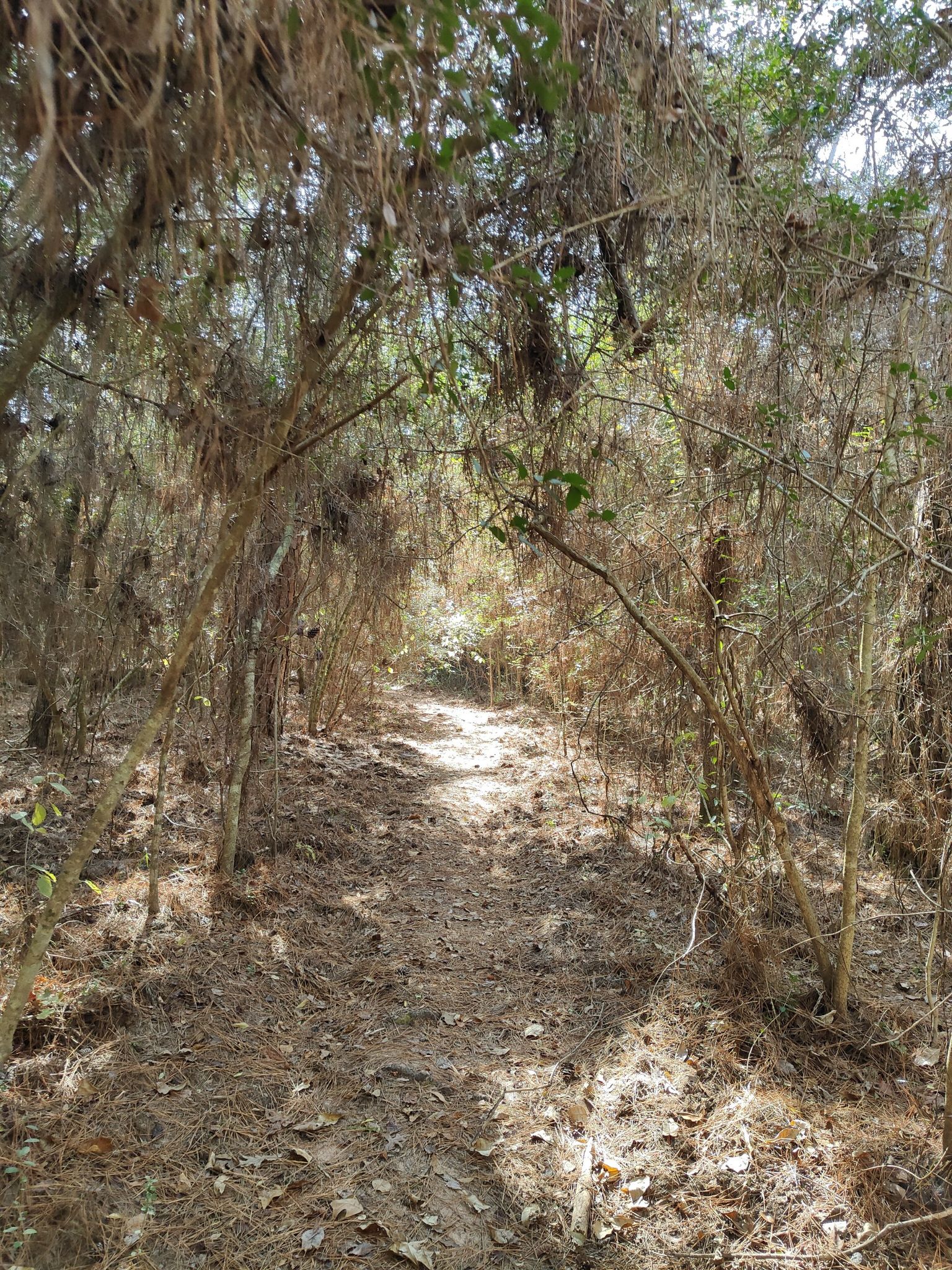 A narrow, sunlit path through a tunnel of dry, tangled forest branches. - Little Lake Creek Loop Trail