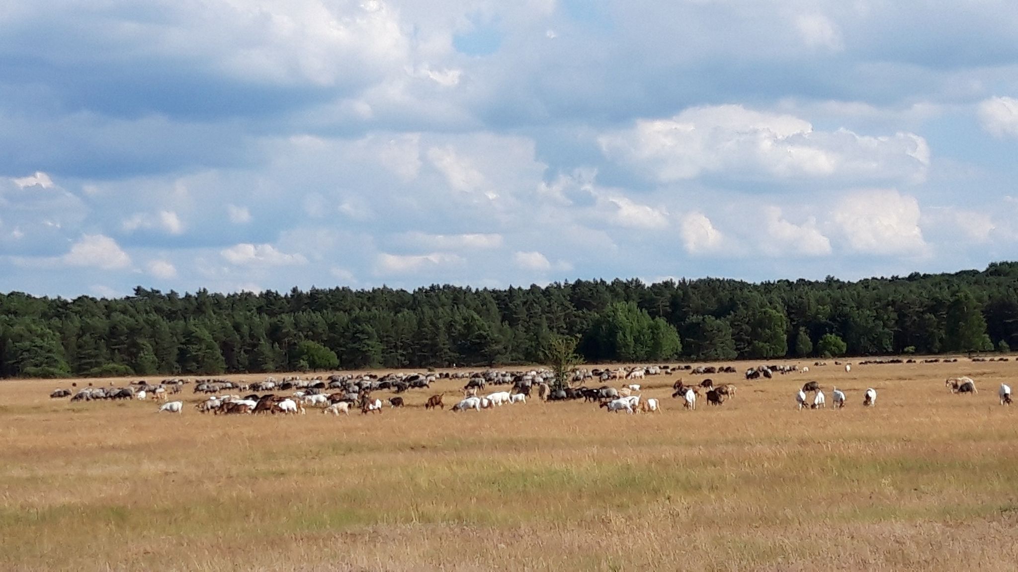 freilaufenden Schafe und Ziegen