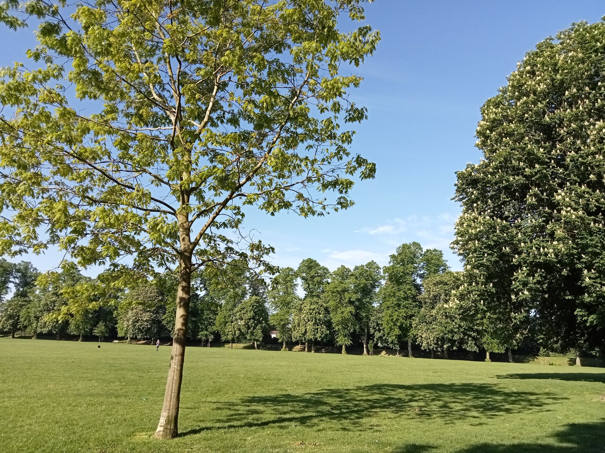 the rec