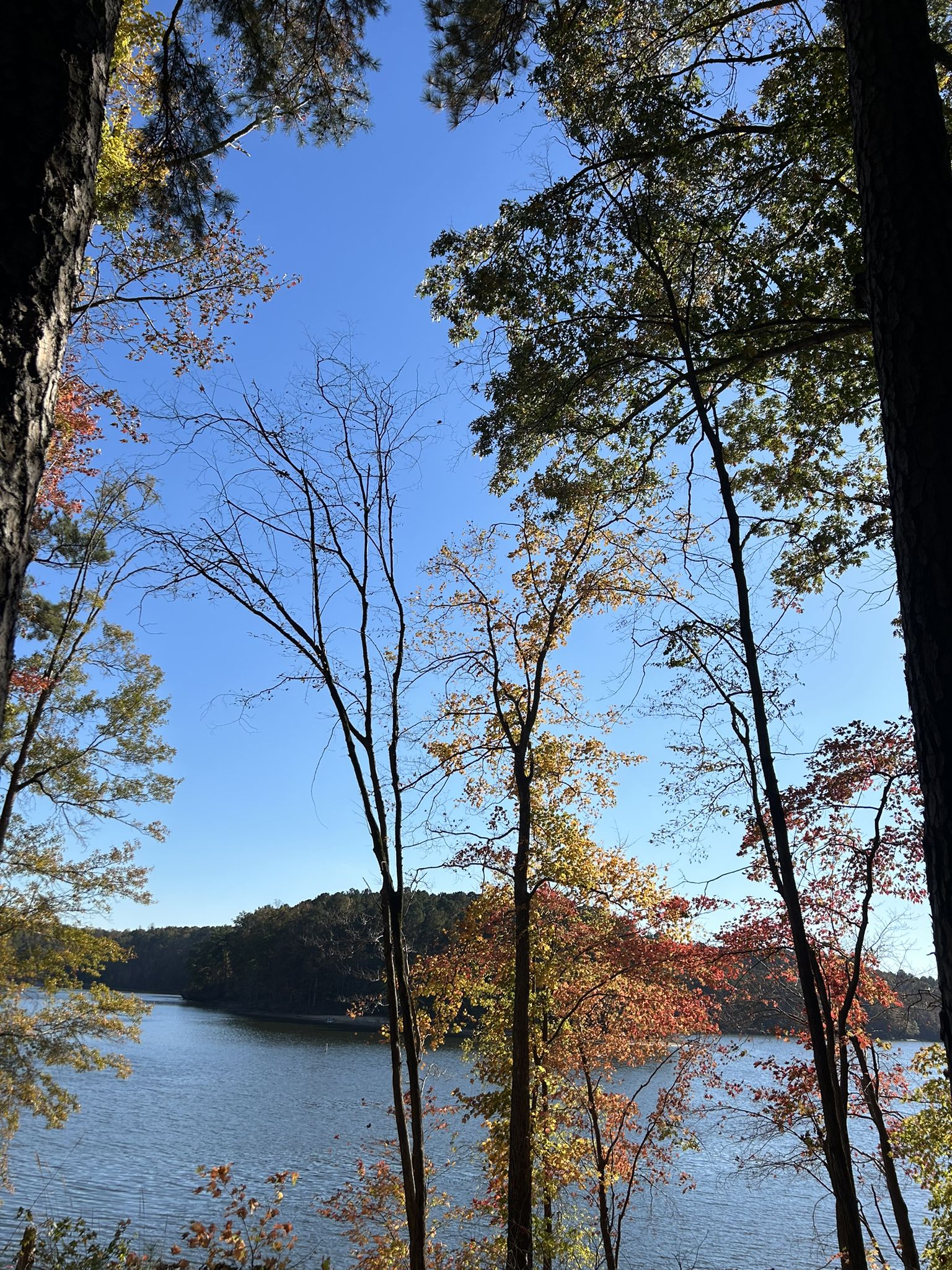 Clear blue sky over a lake framed by autumn trees. - Shinleaf Trail