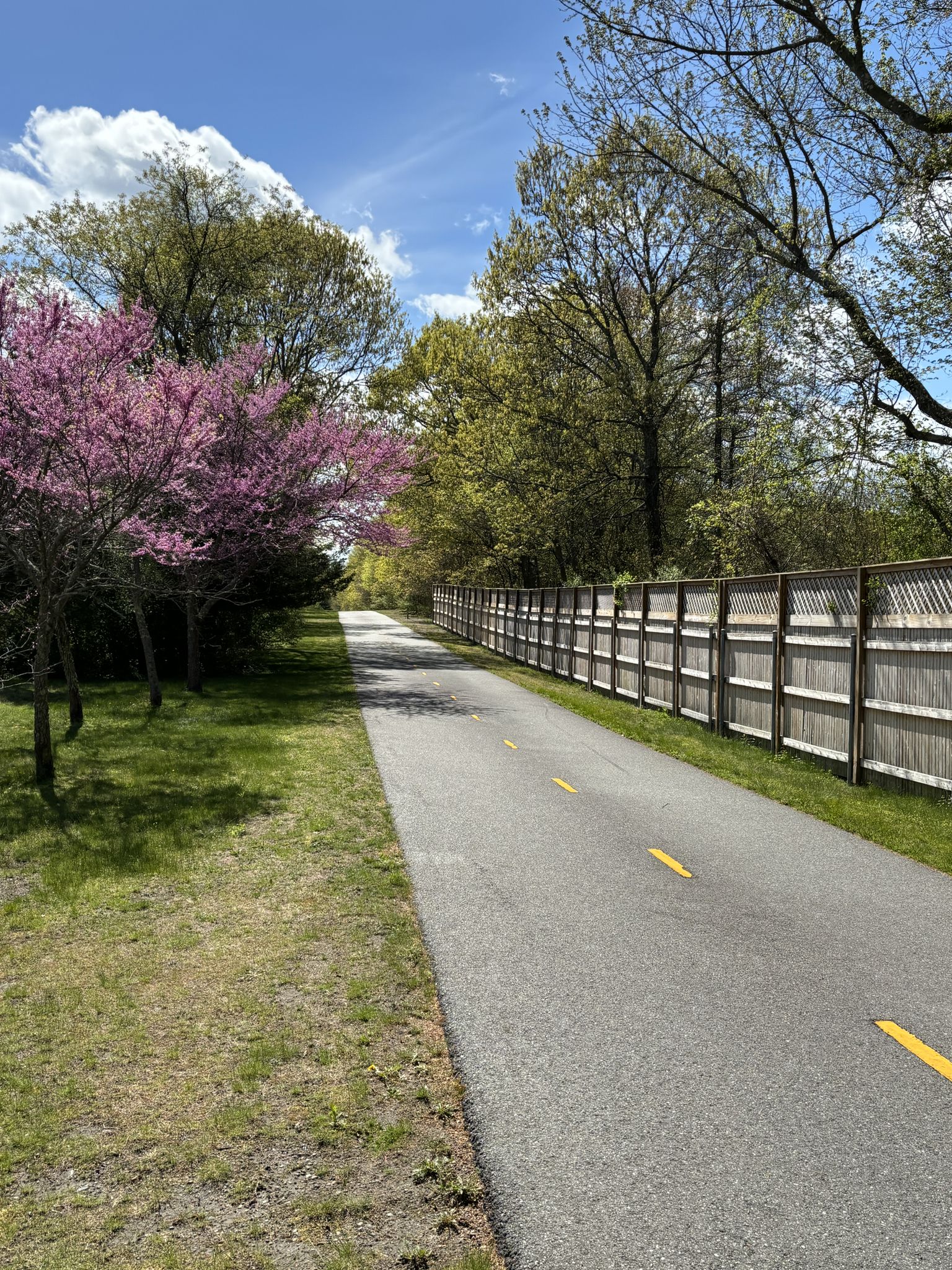 Sunny paved path lined with pink flowering trees and a wooden fence. - Drum Rock Hill – Calf Pasture Point Beach loop from Chepiwanoxet Point