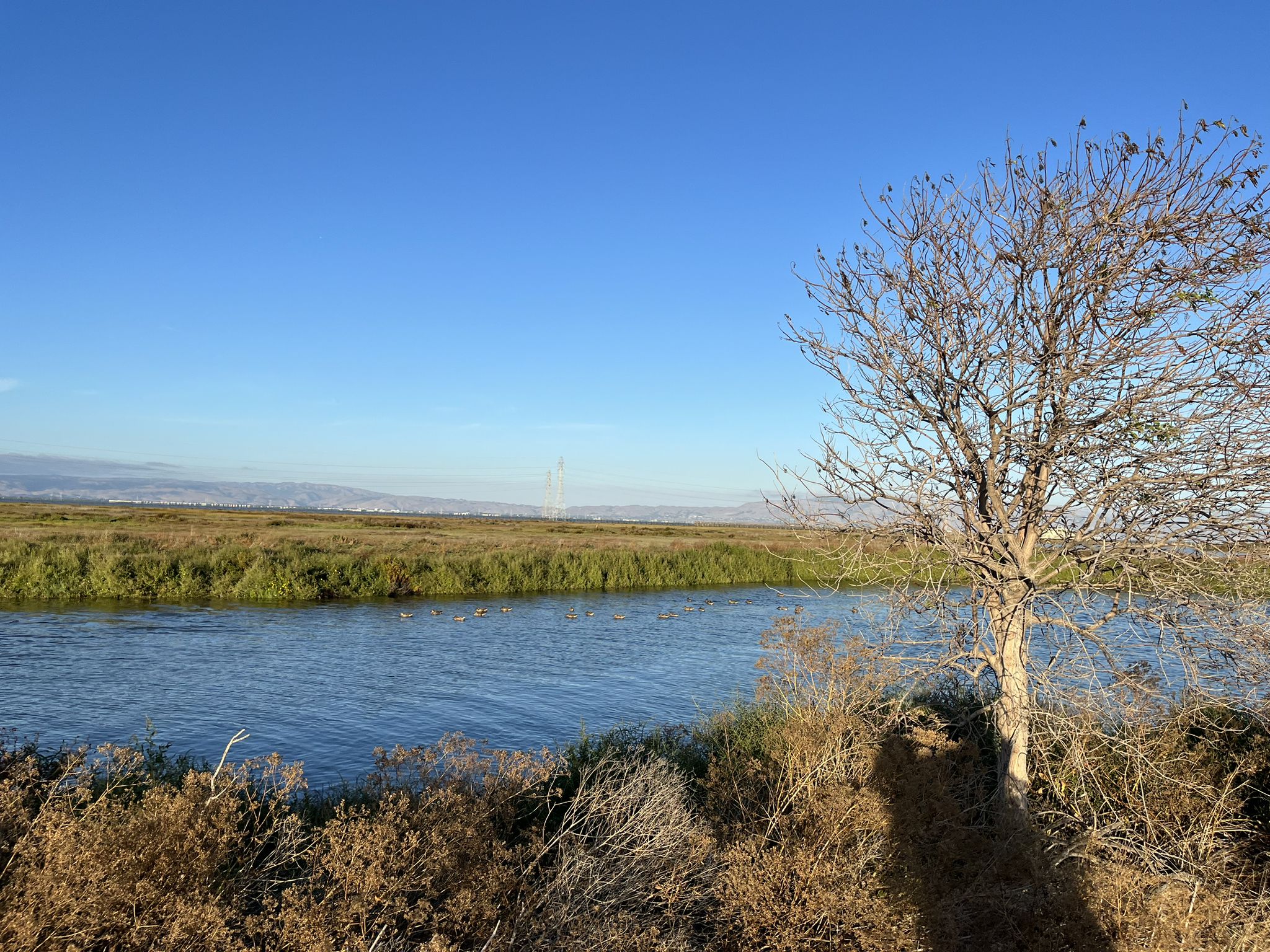 Sunny view of a calm river with green banks and a bare tree. - San Francisquito Creek – Duck Pond 🦆 Palo Alto wetlands loop from East Palo Alto