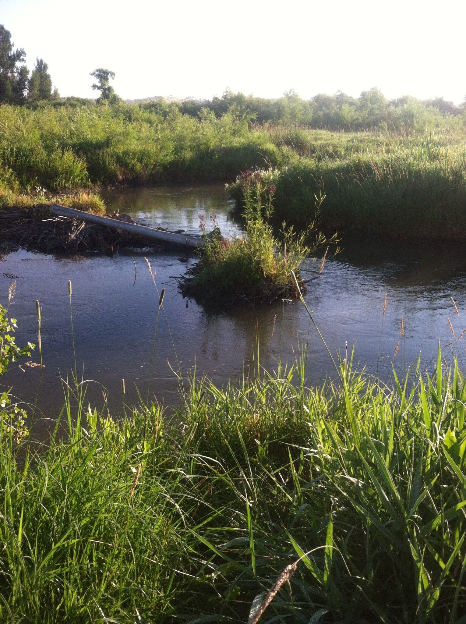 Sunny stream with tall green grass and a beaver dam. - Gallatin River Loop