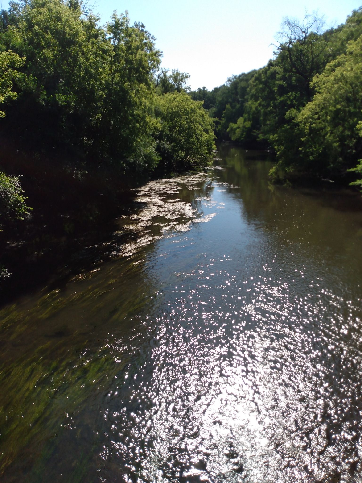 A sunny river reflecting light, flowing between green tree-lined banks. - North Island – Flat Bridge loop from Oak Brook