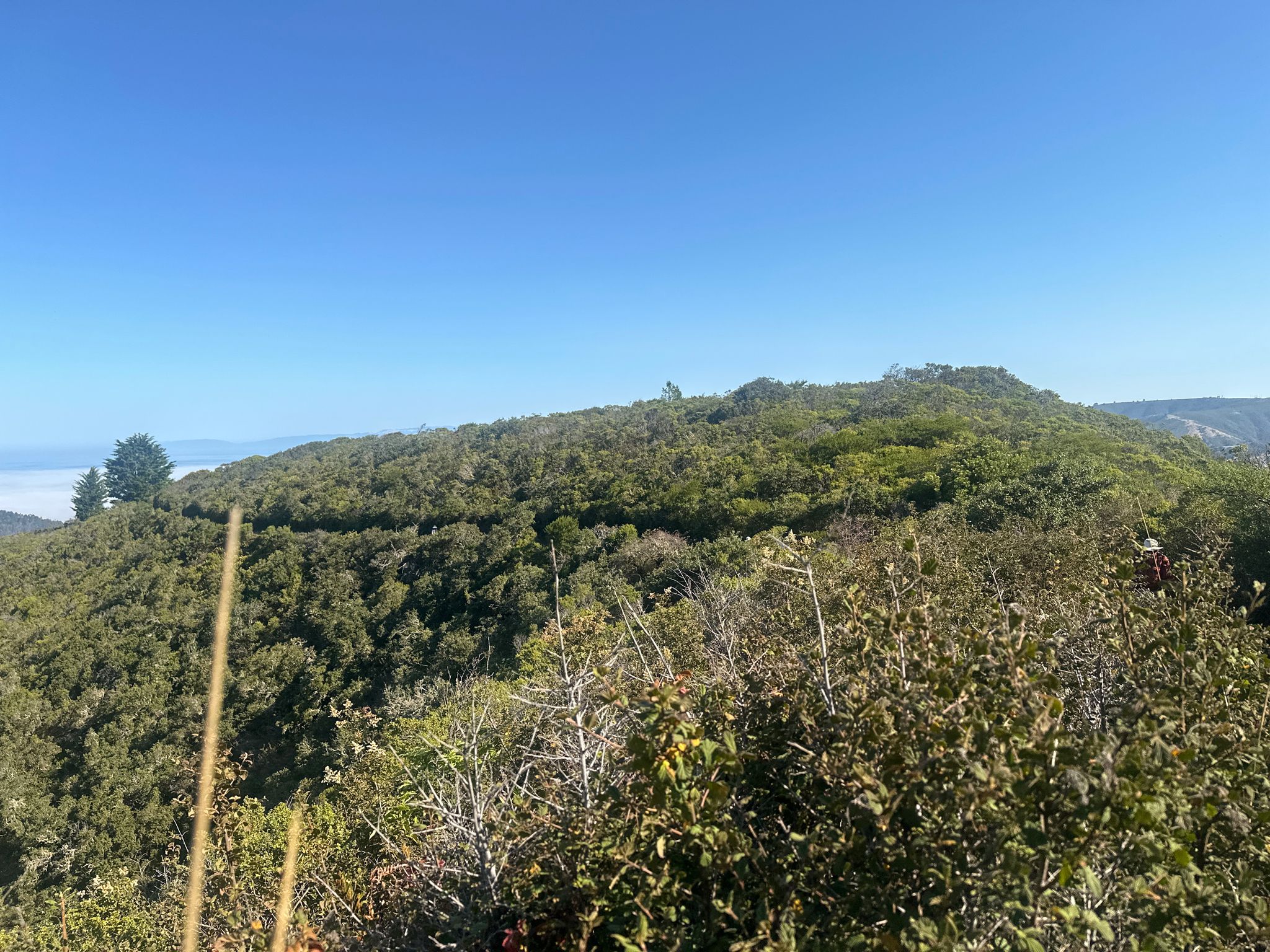 A wide view of a lush green forested hillside under a clear blue sky. - Running loop from San Pedro Valley County Park