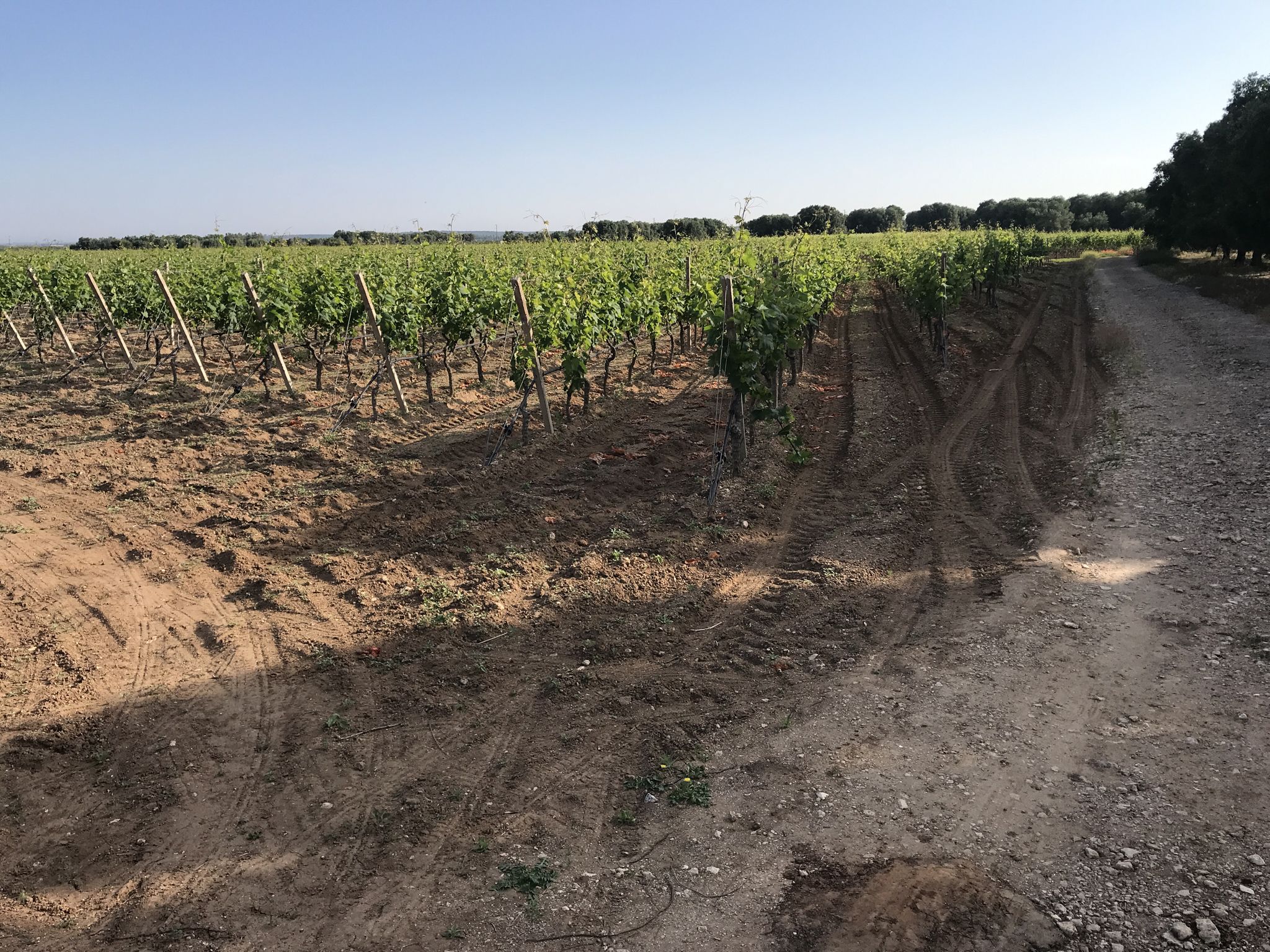 Vigne del "Primitivo"