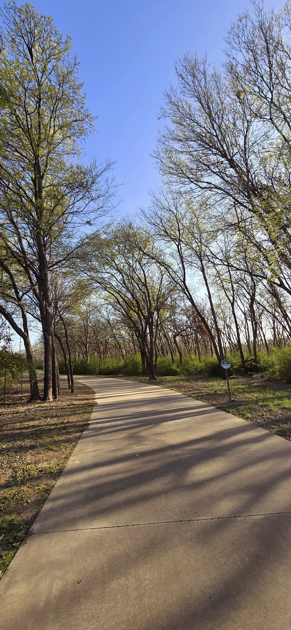 Paved path shaded by tall trees with new leaves under a bright blue sky. - Marine Creek Lake Trail