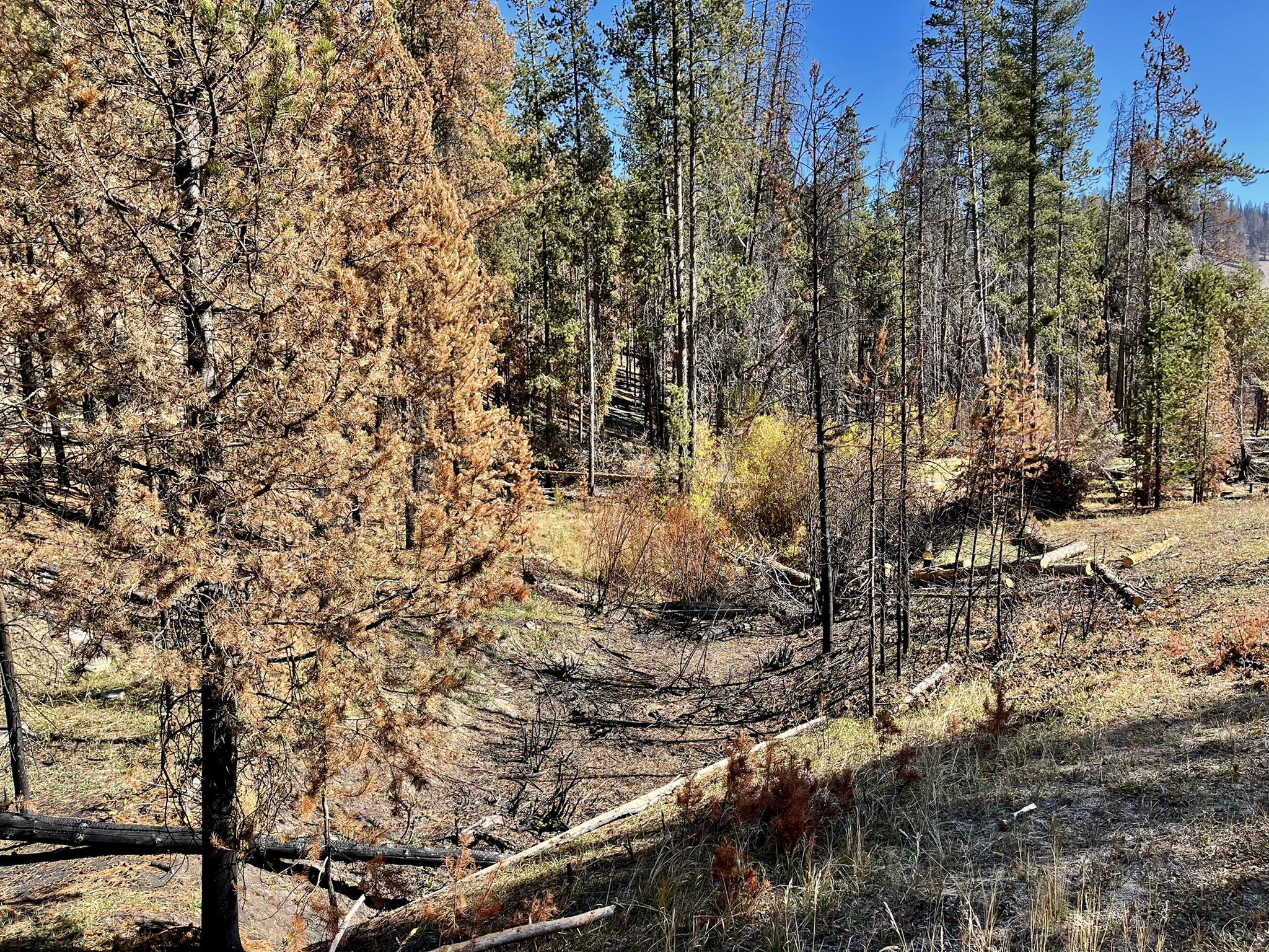 A forest clearing shows many dead and burnt trees under bright sunlight. - TransAmerica Trail (Montana)