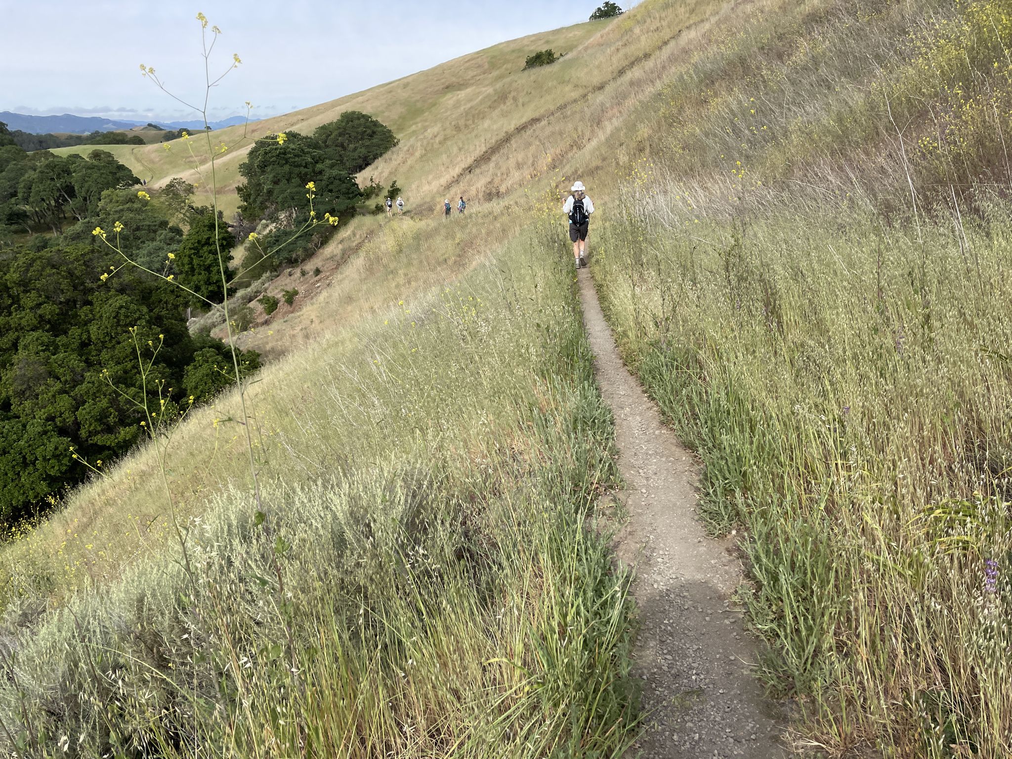 Hiker walking up a narrow dirt path on a grassy hillside. - Burma Road and Buckeye Trail Loop
