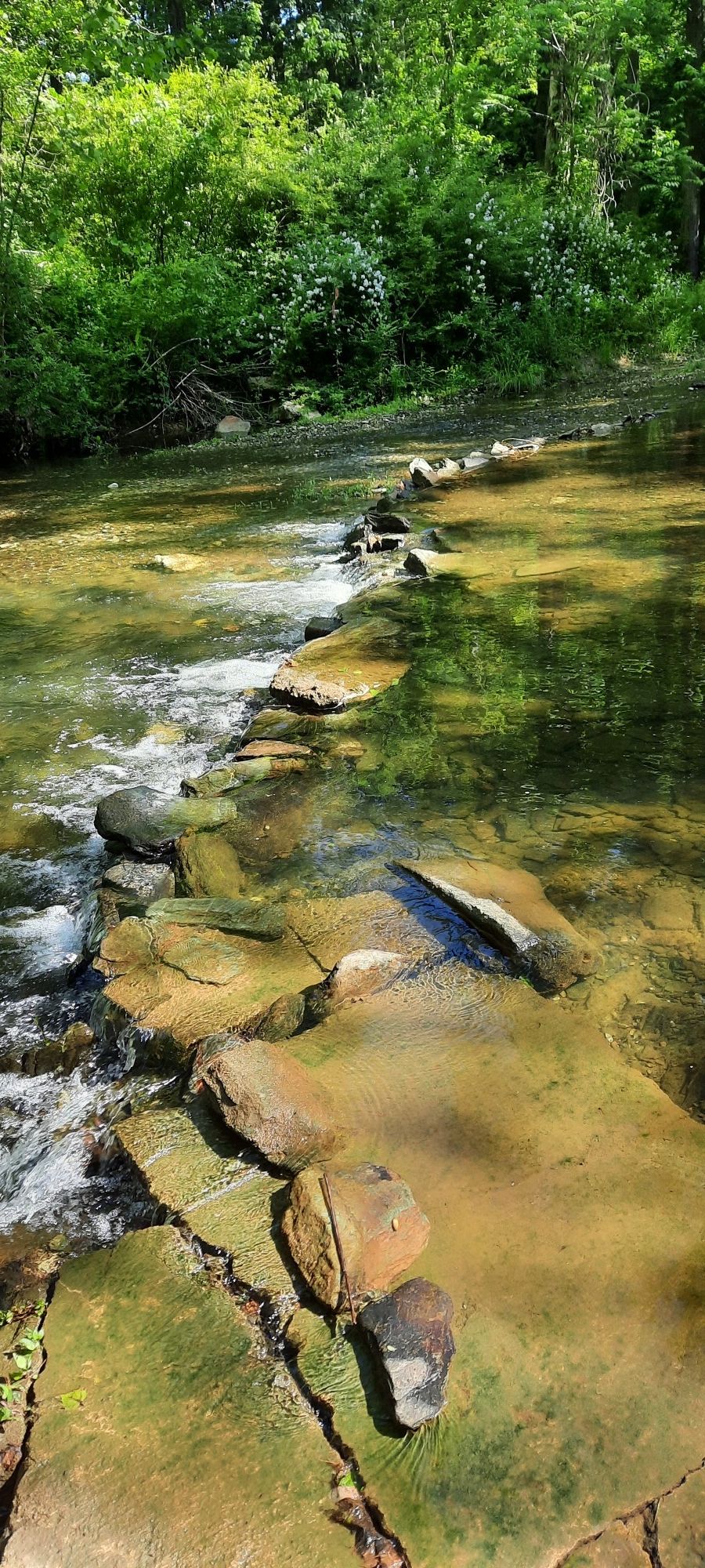 A clear stream flows over stepping stones through a lush green forest. - Lake Williams Loop