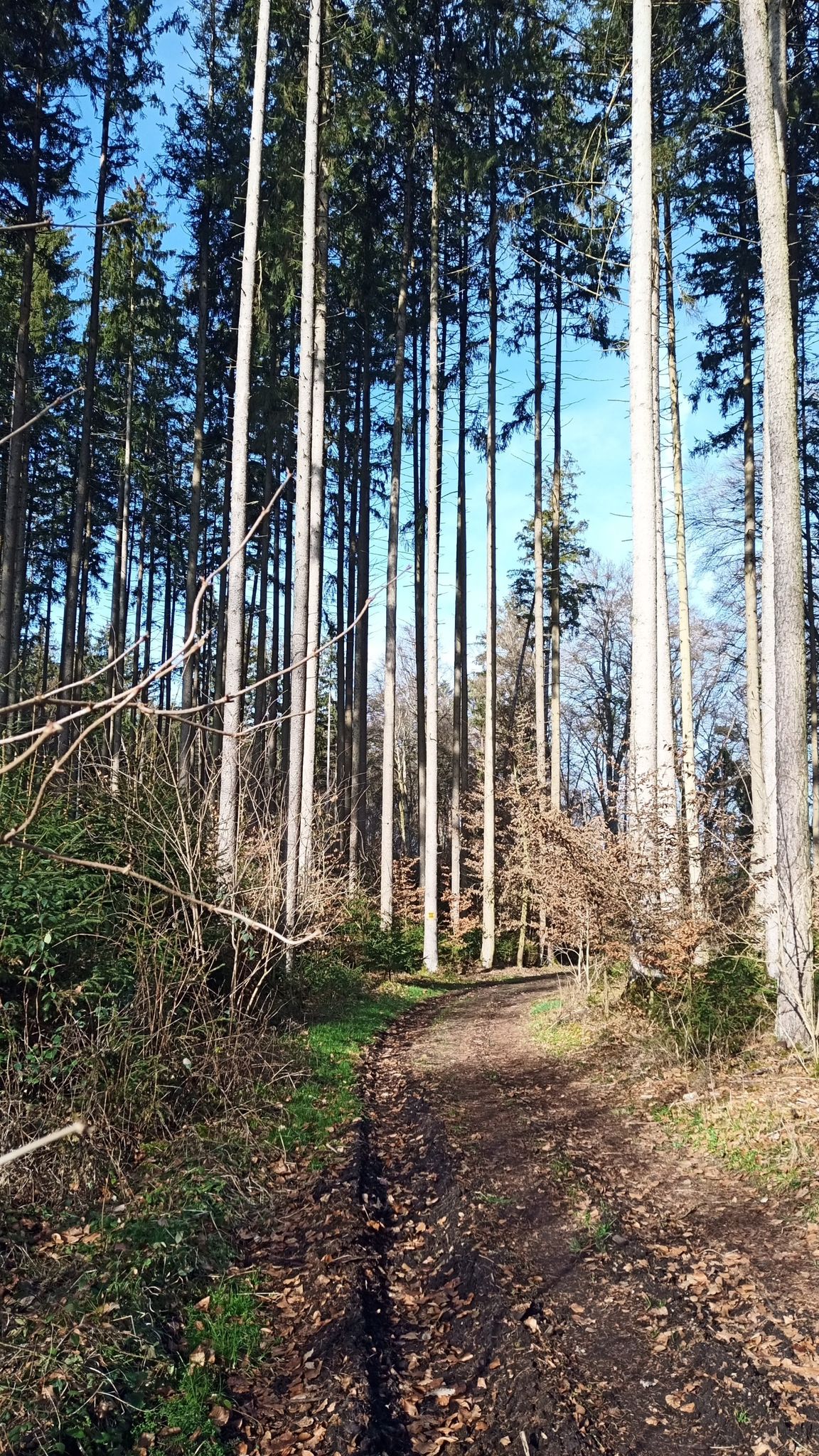 endlich im Wald