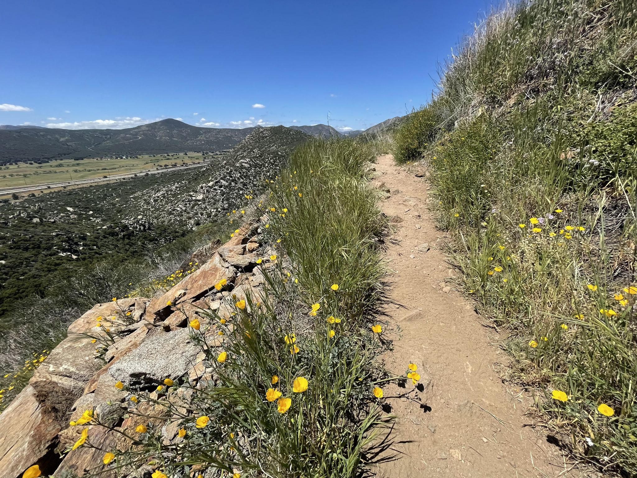 Narrow dirt trail winding along a hillside with yellow wildflowers in sunlight. - Kitchen Creek Falls Trail