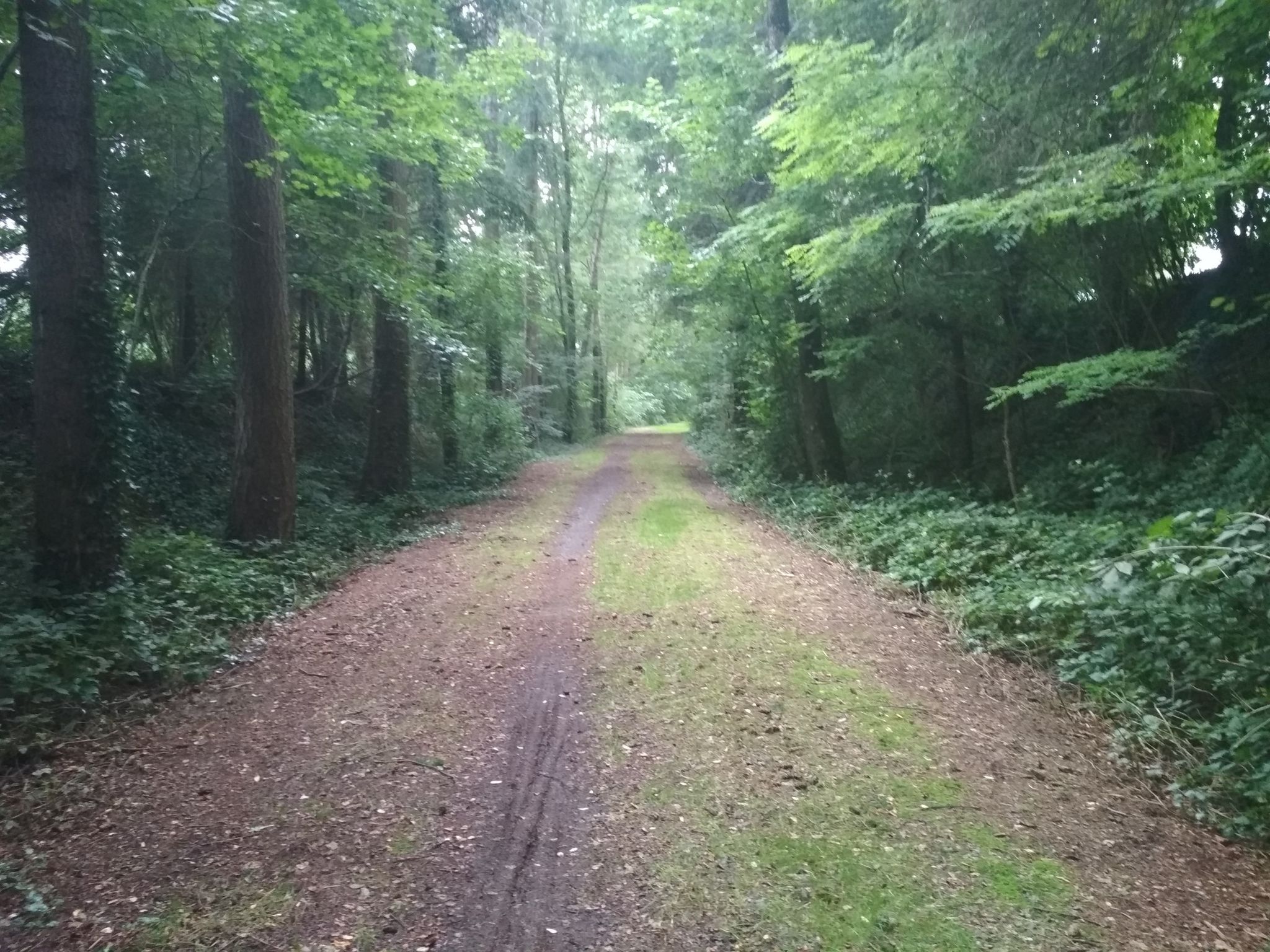 p'tit chemin dans les bois super sympa