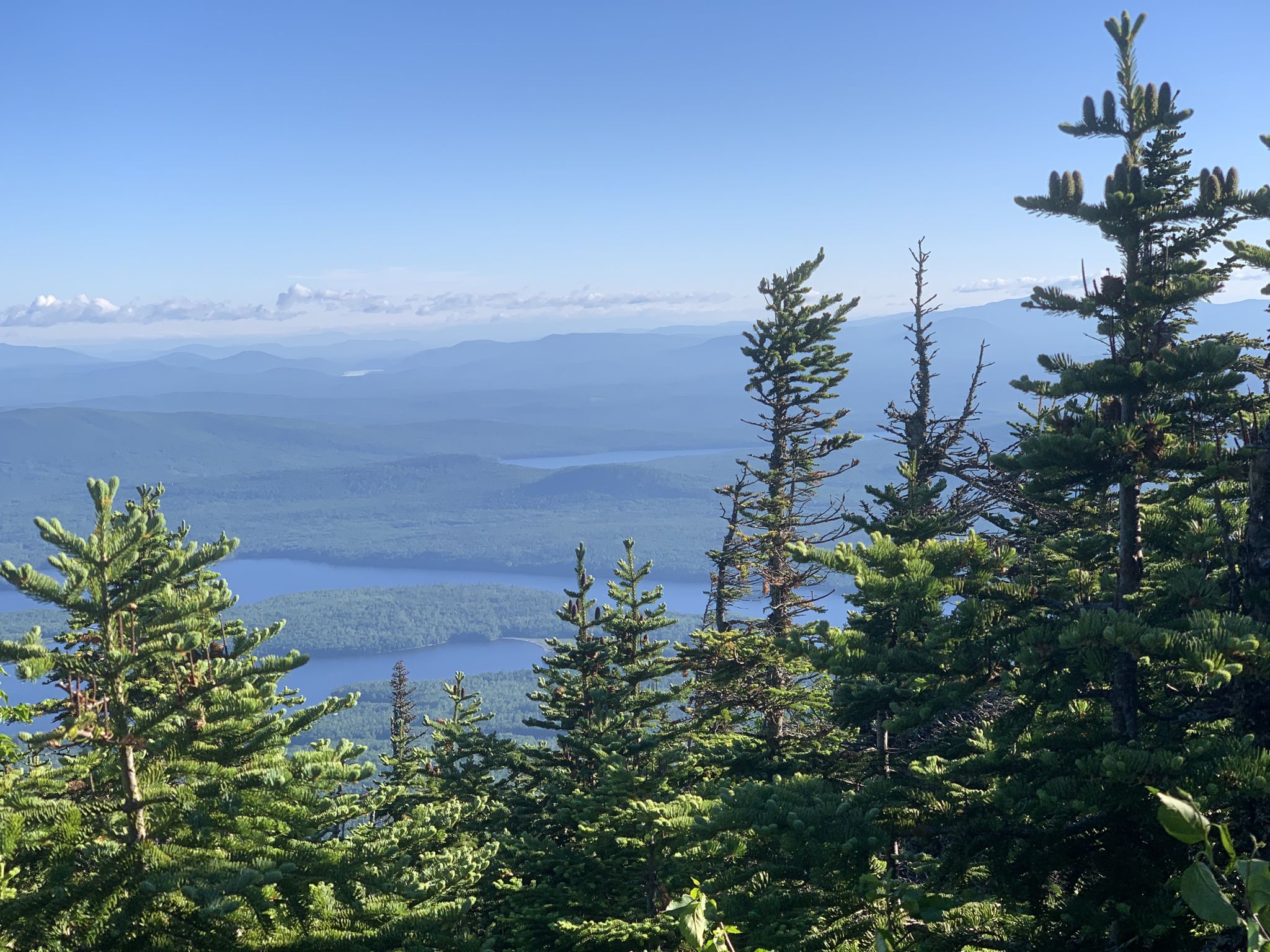 Pine trees frame a panoramic view of distant lakes and forested mountains under clear sky. - Myron H Avery Peak via Appalachian Trail