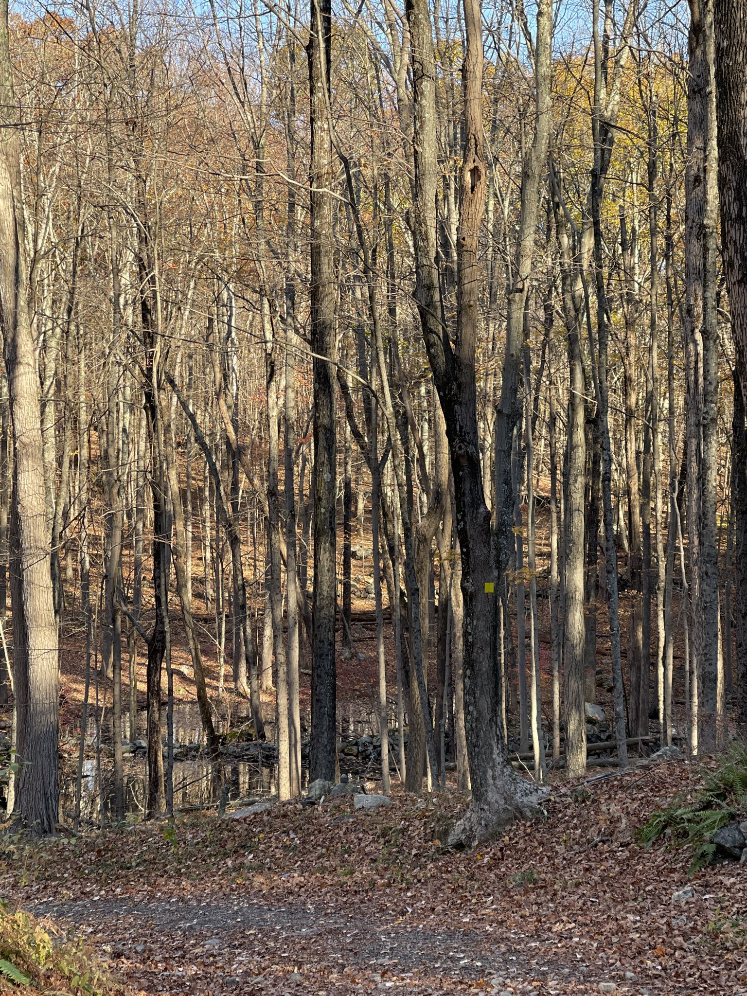 A sunlit dirt path winds through a dense forest of bare trees. - Yellow Trail