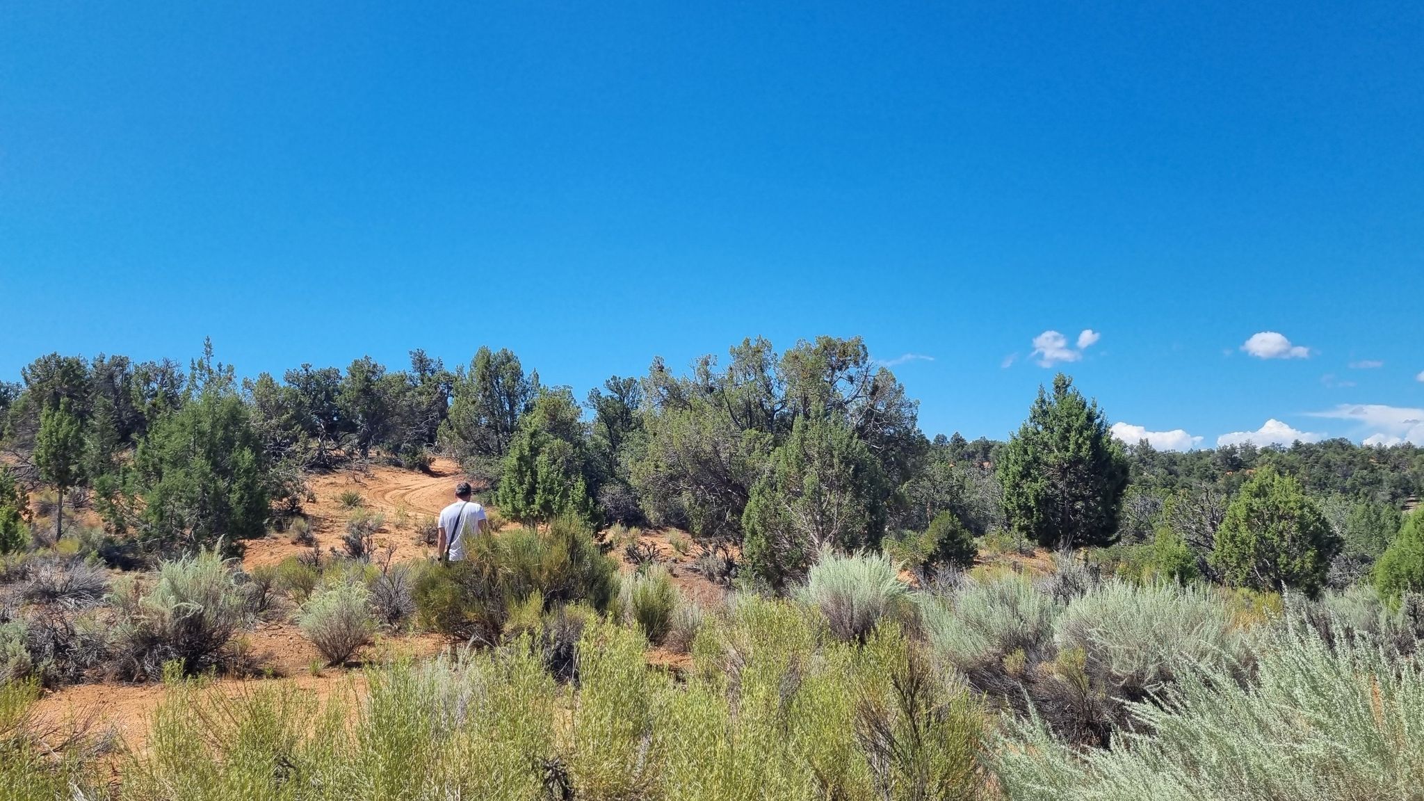 Person walking through a sunny, arid landscape with green bushes and trees. - Huntress Canyon
