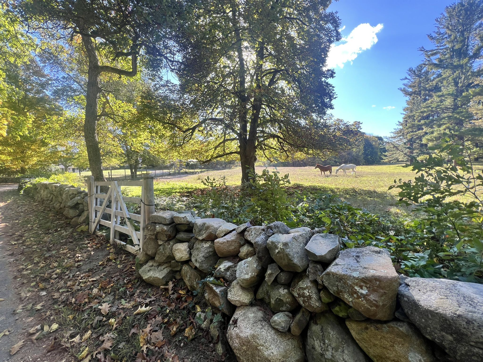 A stone wall and wooden gate next to a sunny field with horses. - Houghton's Pond – Powisset Street loop from Butler