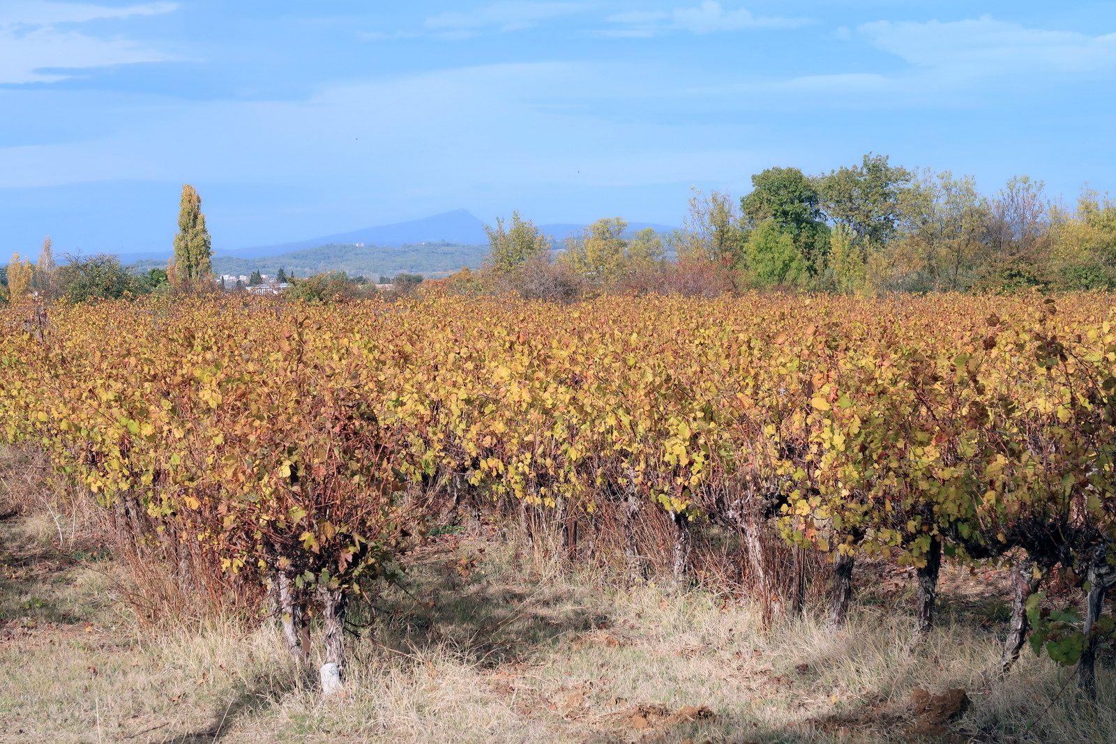 Les vignes aux couleurs de l'automne, c'est le ""Bouquet"