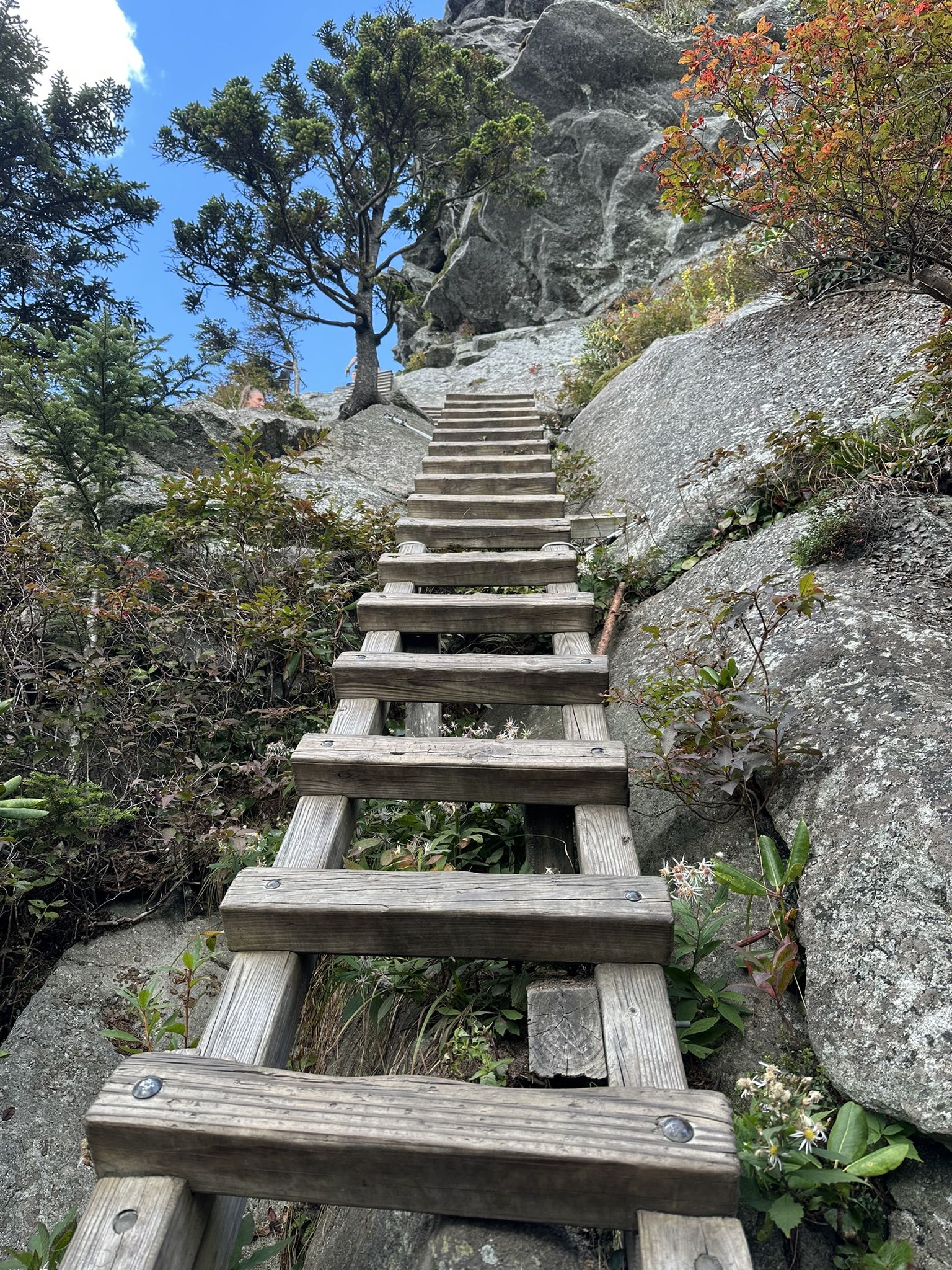 Wooden ladder ascending a steep rocky path surrounded by trees. - View from MacRae Peak loop from Grandfather Mountain