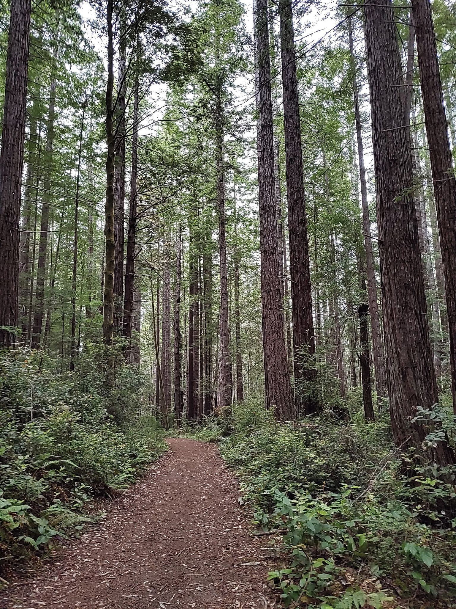 A dirt path winds through a dense forest of tall, straight trees. - Fern Canyon and Old Logging Road Loop
