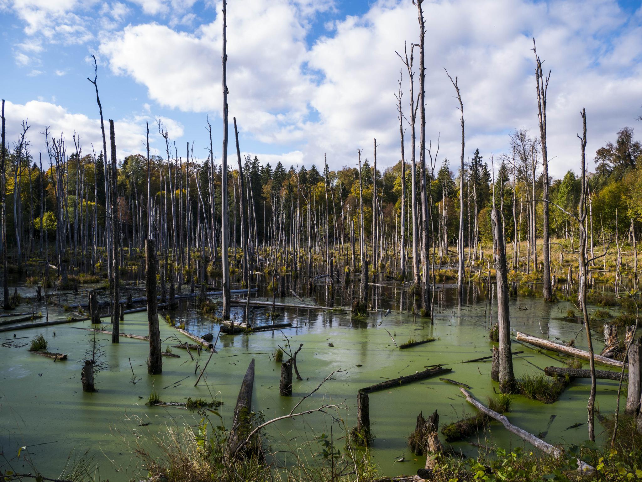 O que fazer em Rezerwat Gązwa