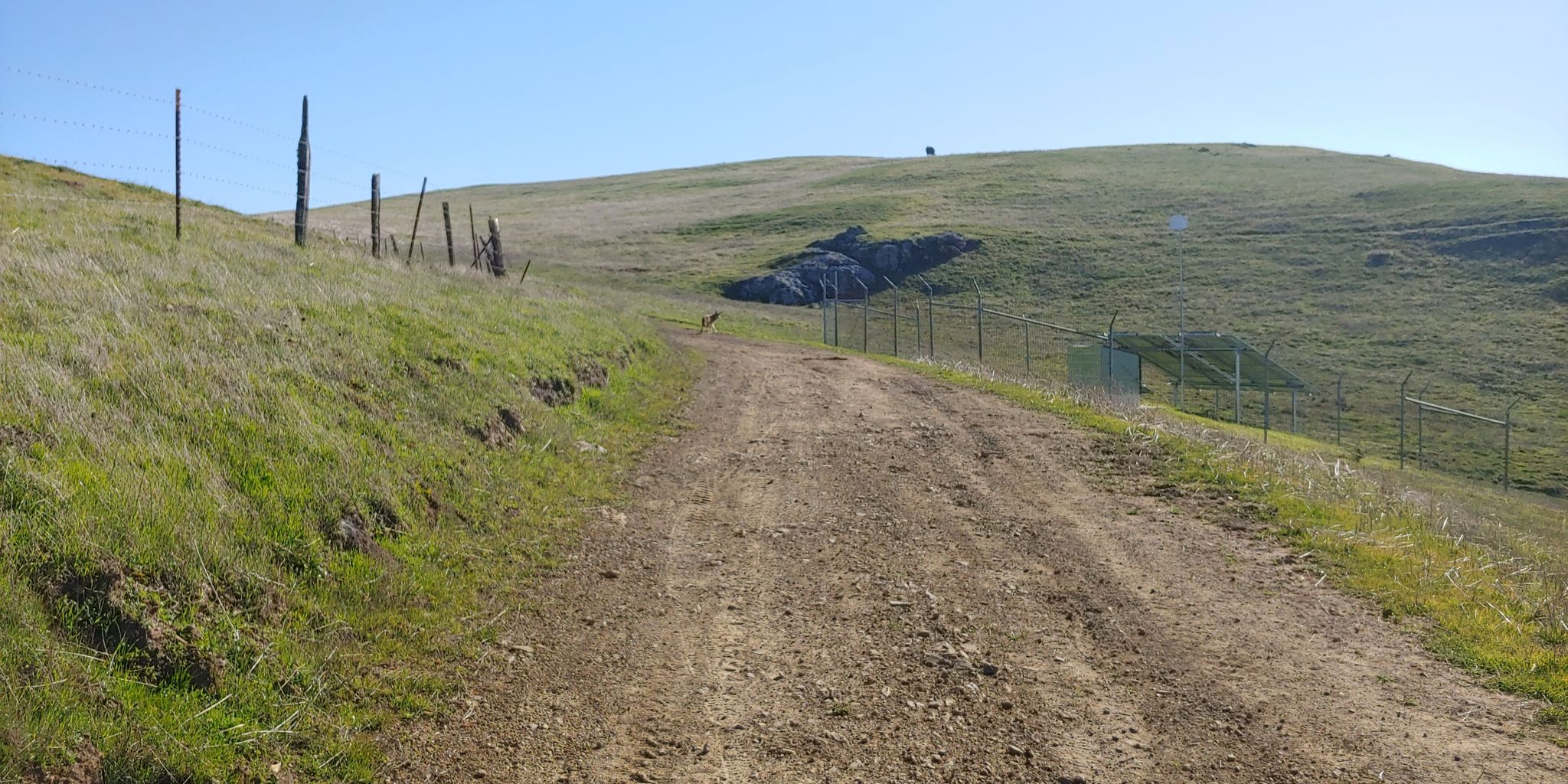 A wide dirt road ascends a grassy hill under bright, clear daylight. - Loma Alta and Bay Area Ridge Trail Loop
