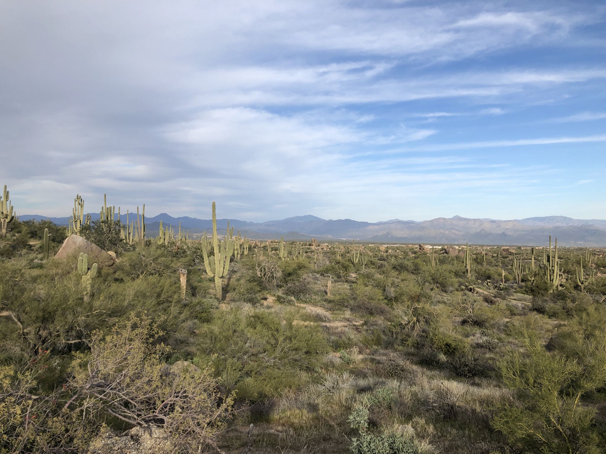 Vast desert landscape with saguaro cacti under a partly cloudy sky. - Balanced Rock – Balanced Rock loop from Fraesfield Mountain Trailhead