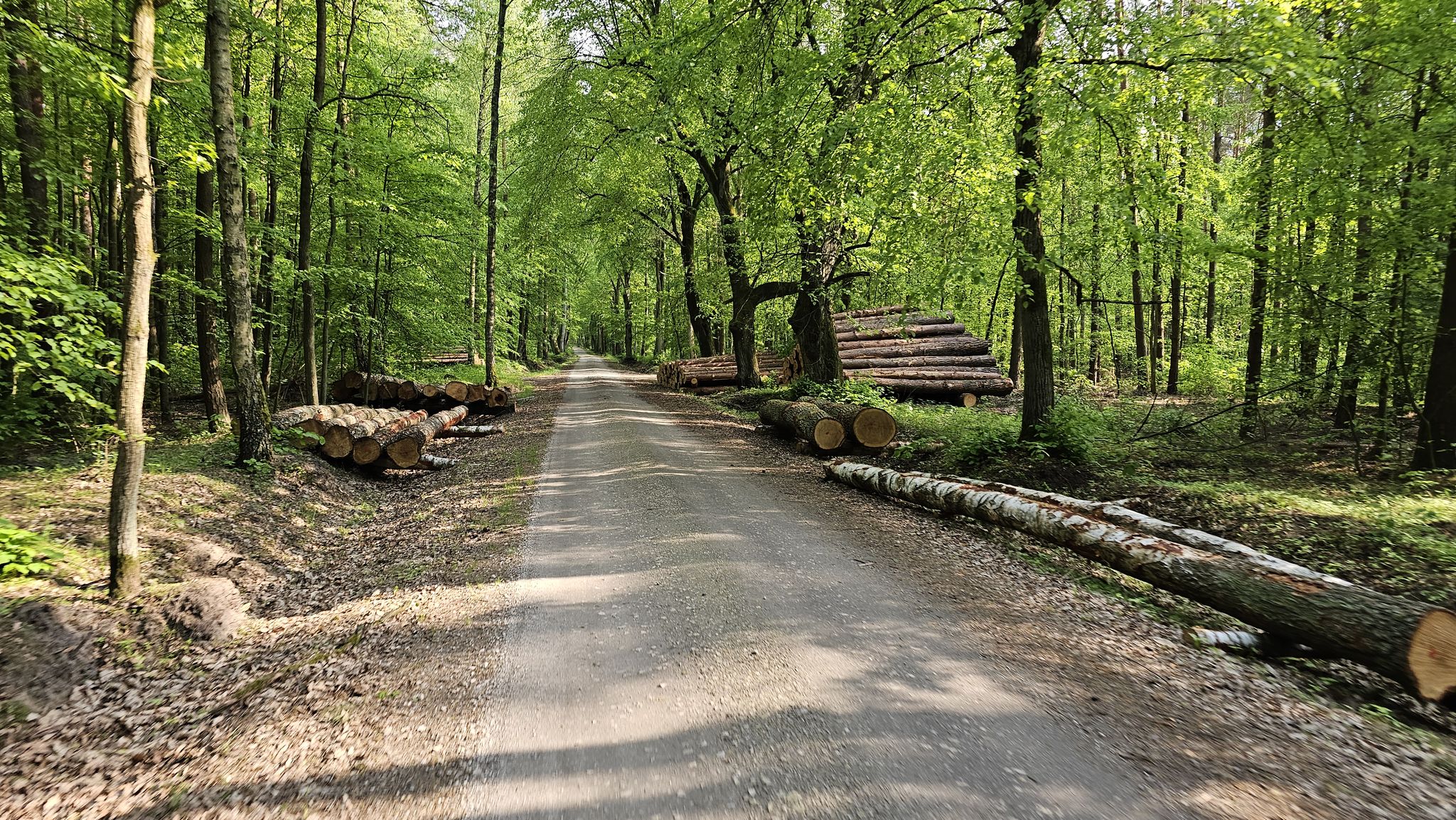 Trail view