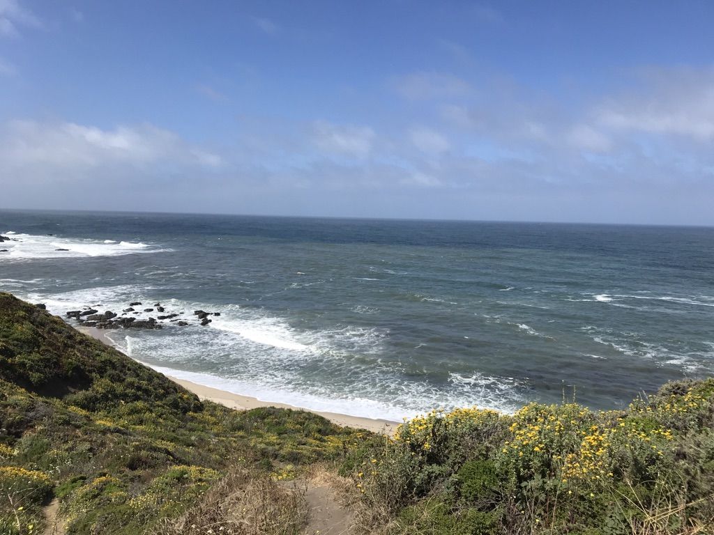 Ocean waves breaking on a sandy beach below a green, flowery hillside. - Pillar Point Bluff Loop Trail