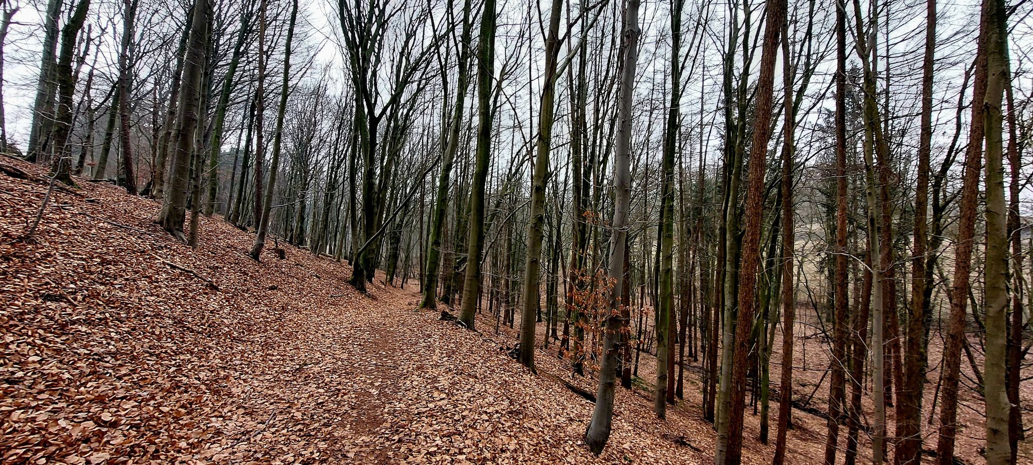 Abschnitt im Fahlbachtal