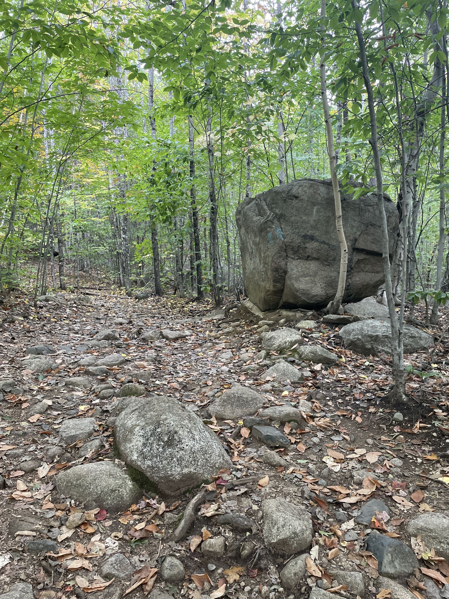 A rocky forest path with a large boulder and tall green trees. - Ledges Trail loop from Moose Pond