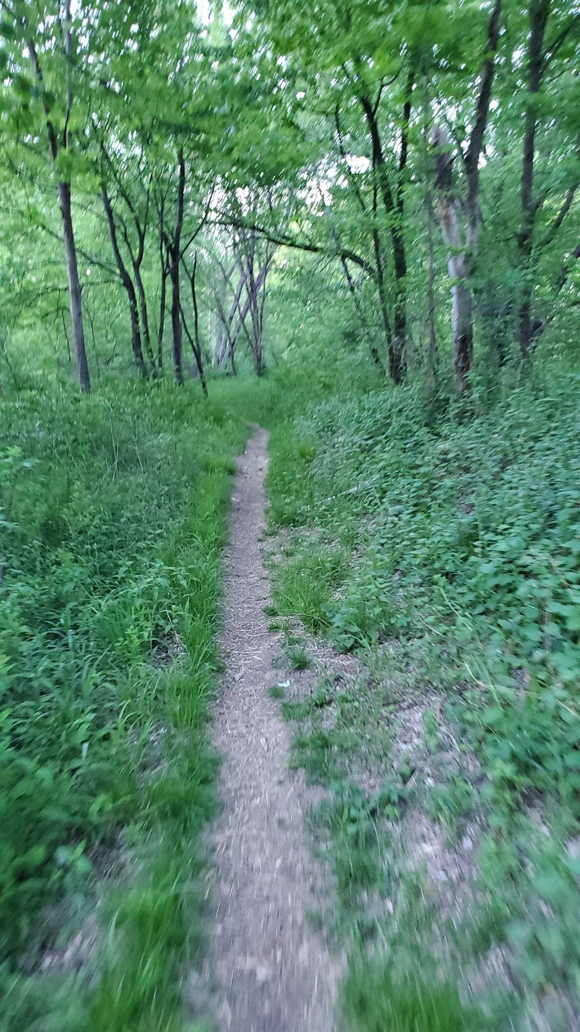 mosquito alley